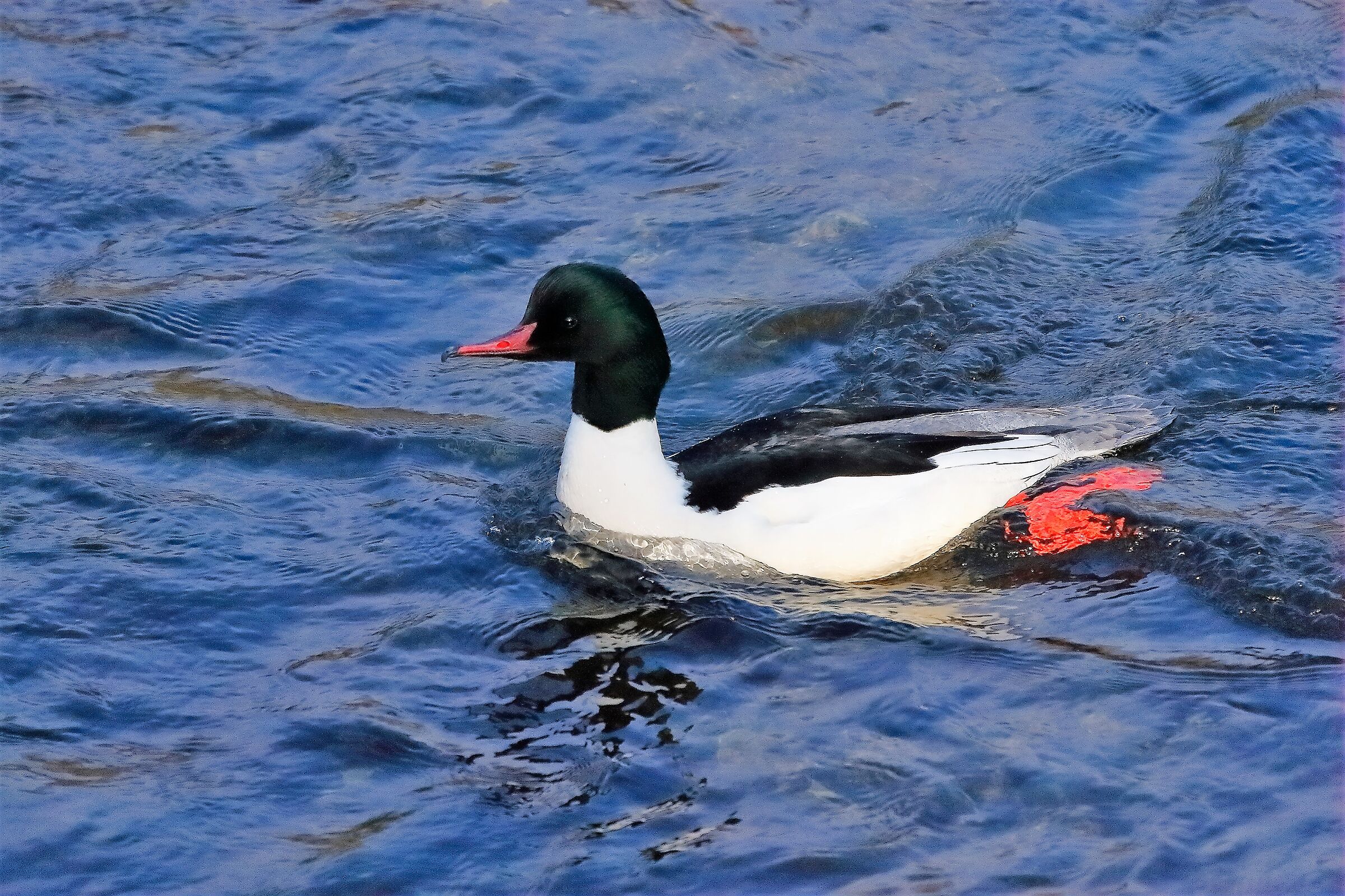 smergo M 17 febbraio 2023