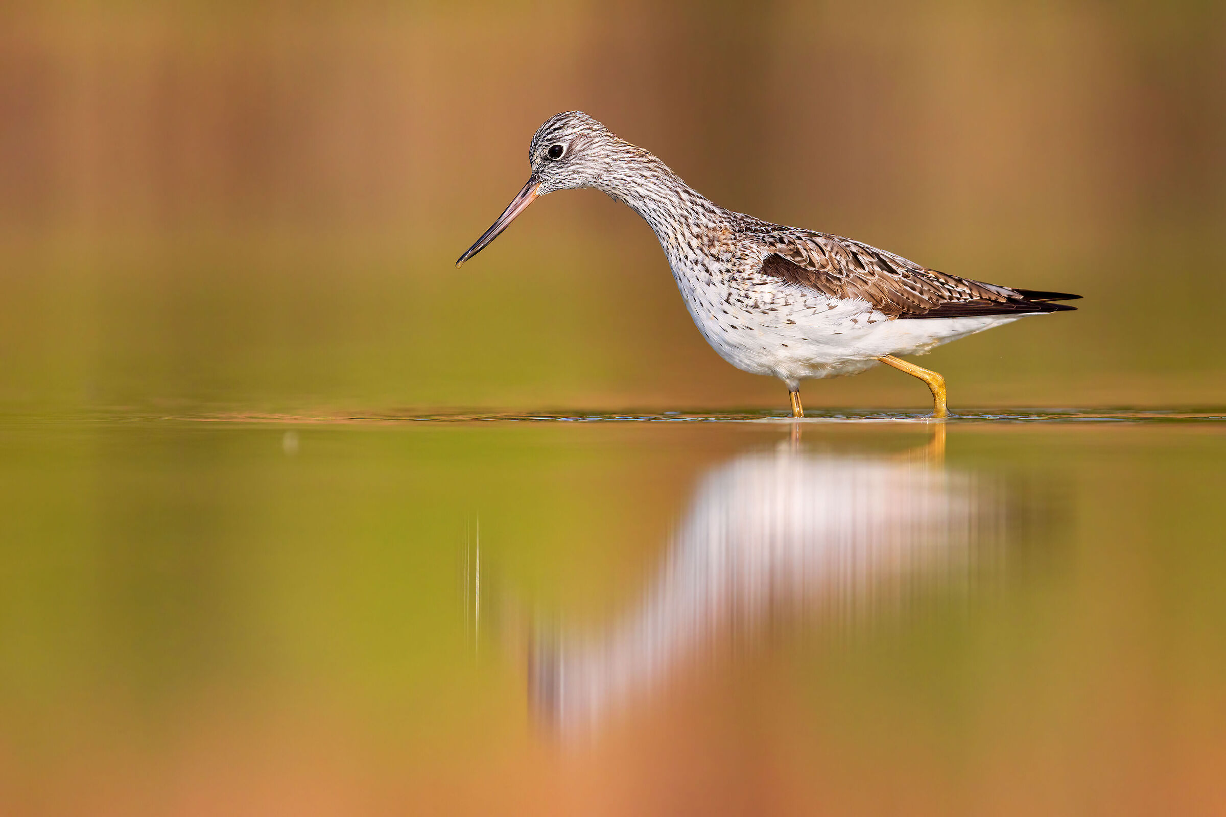 Greenshank