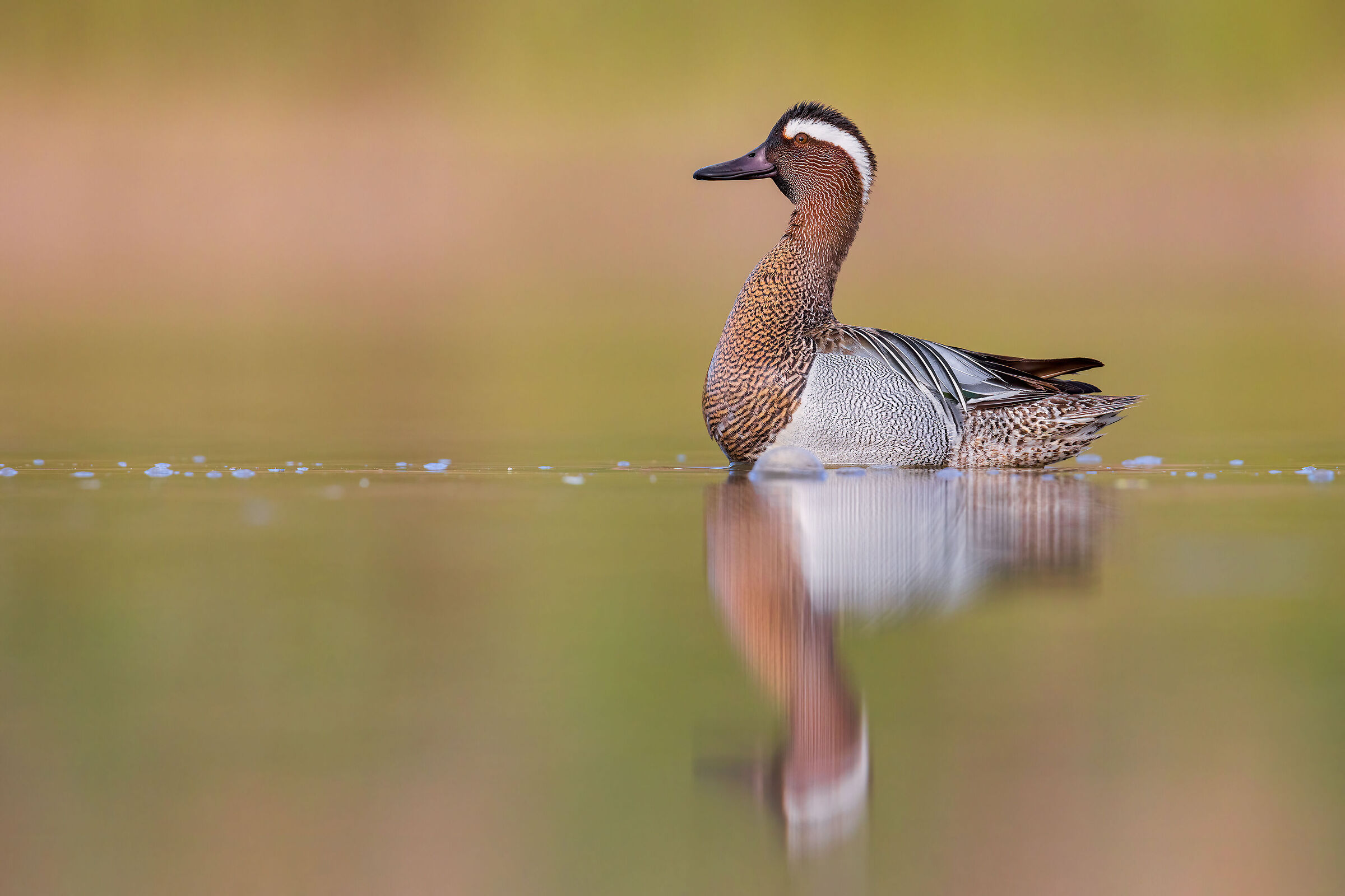Garganey