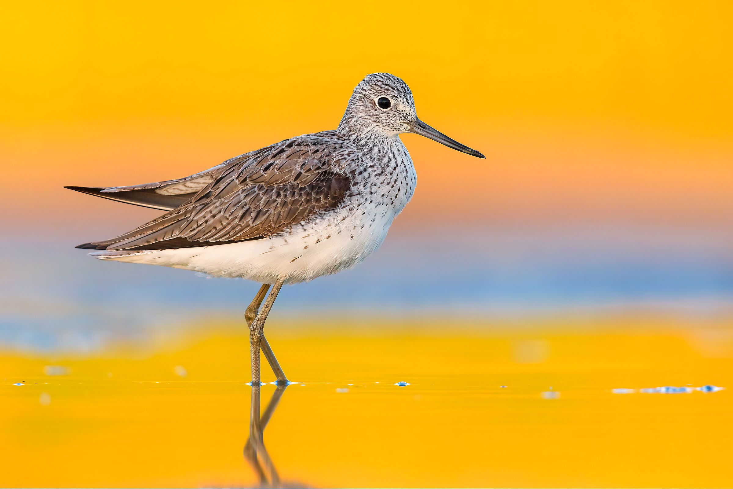 Greenshank