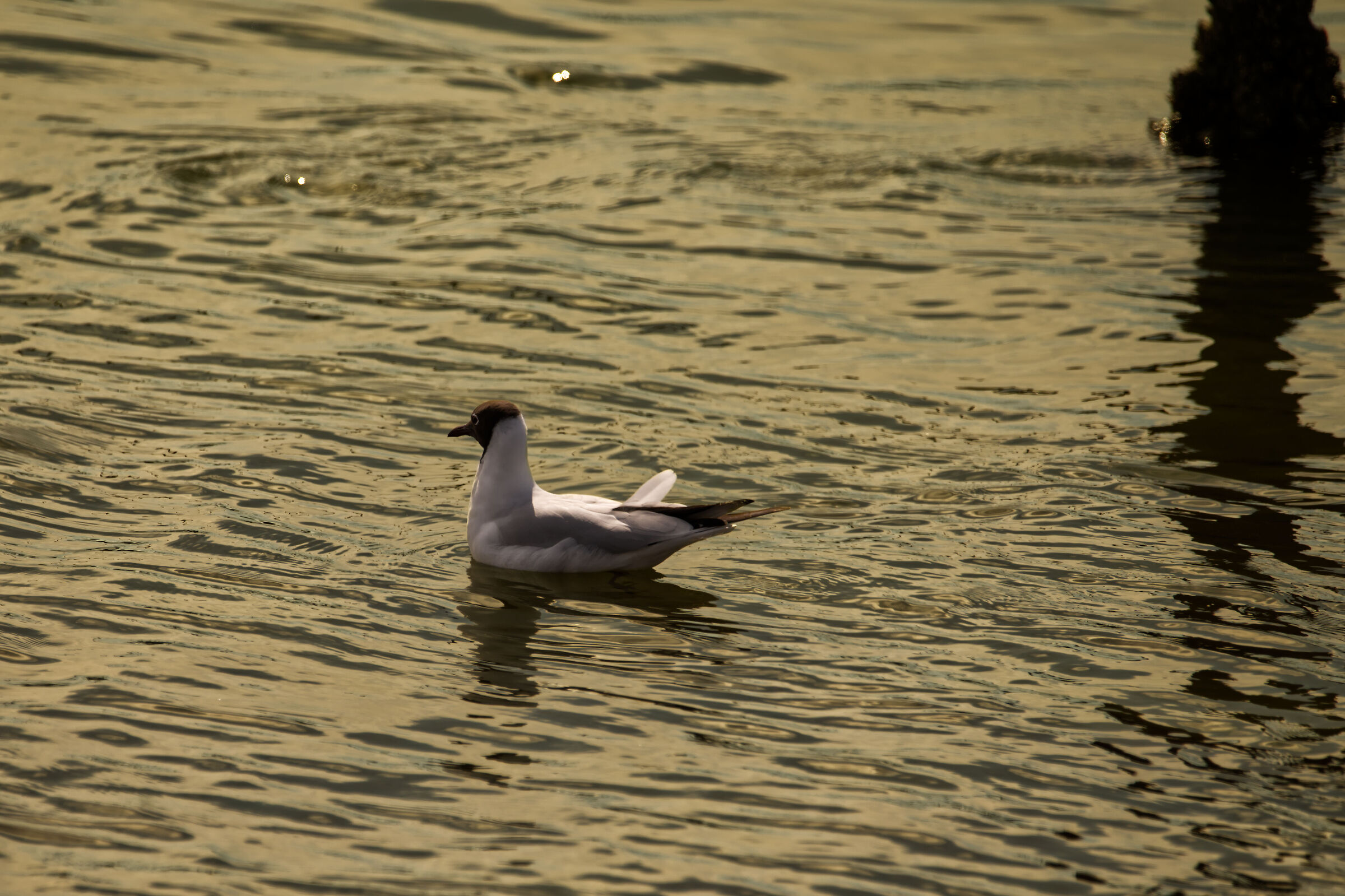 Chroicocephalus on cast gold