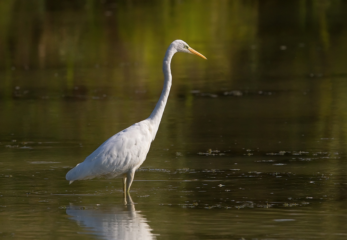 Airone bianco maggiore