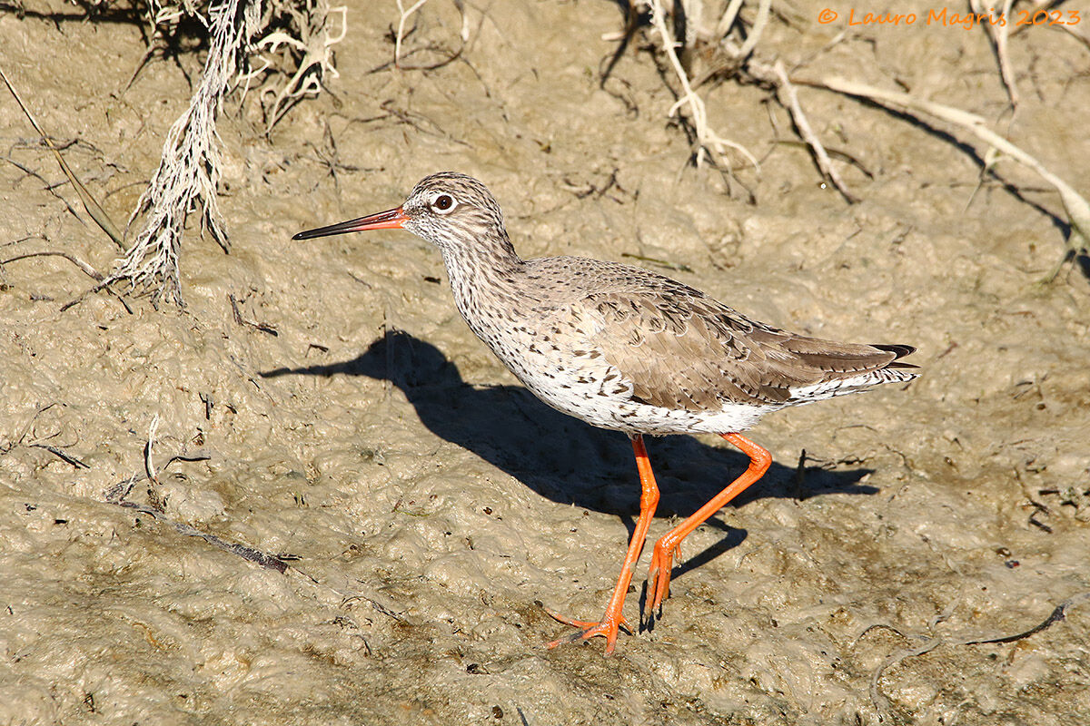 Pettegola in perlustrazione