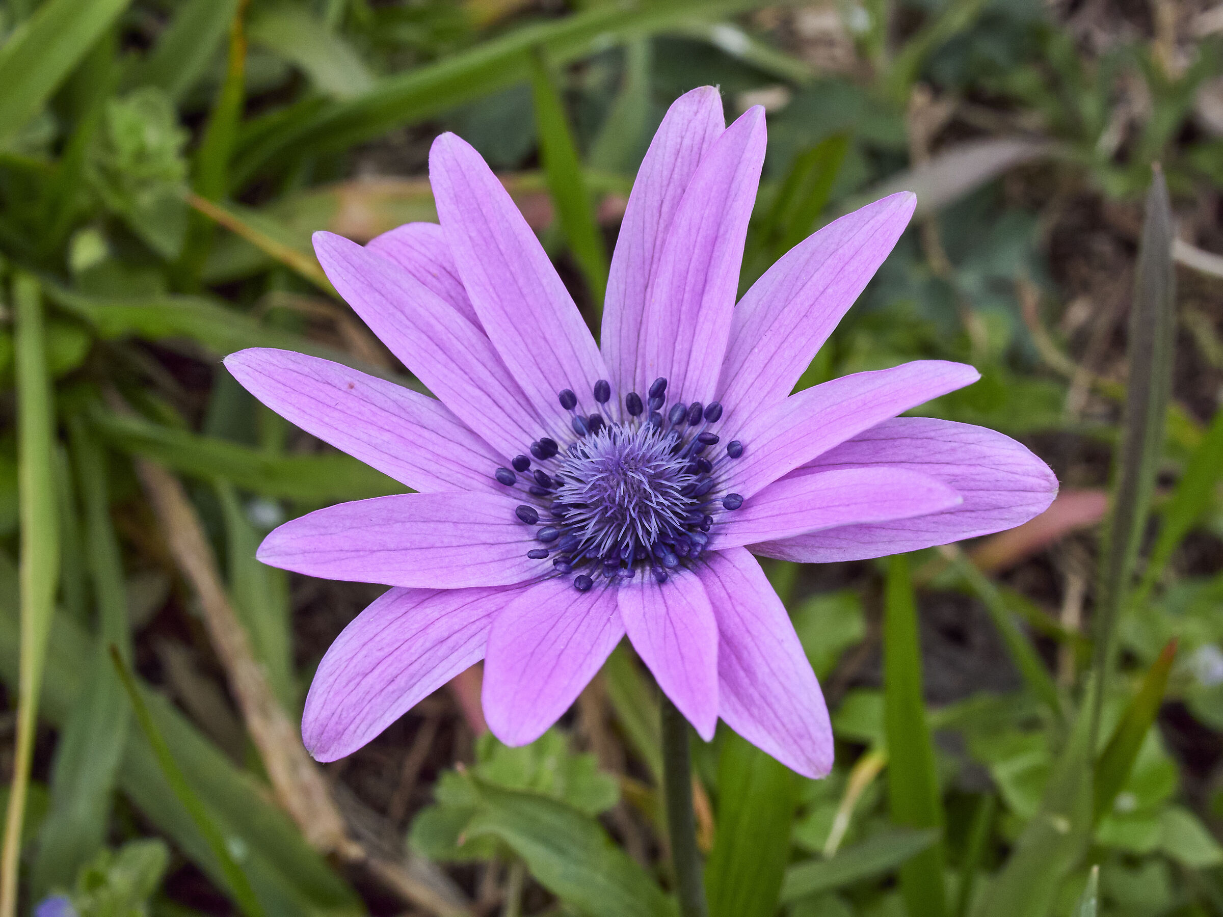 Wild anemone