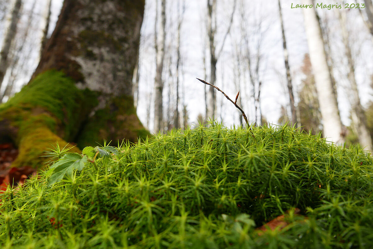 Polytrichum commune (Muschio stellato)