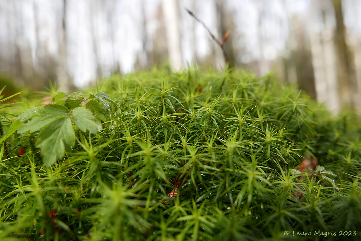 Starry moss