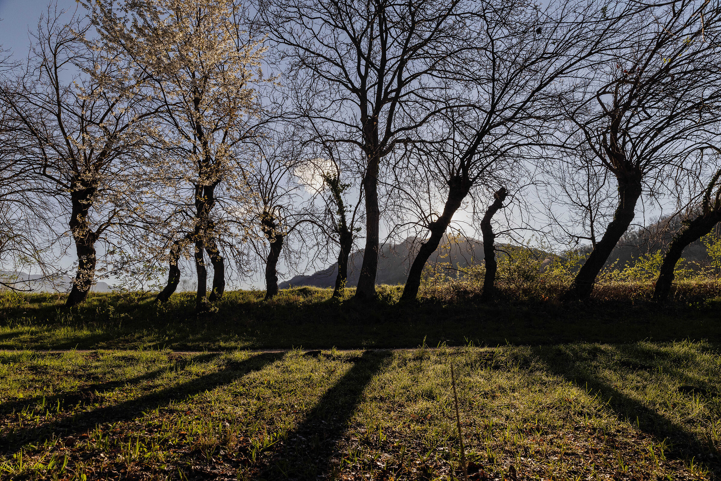 The dance of the trees