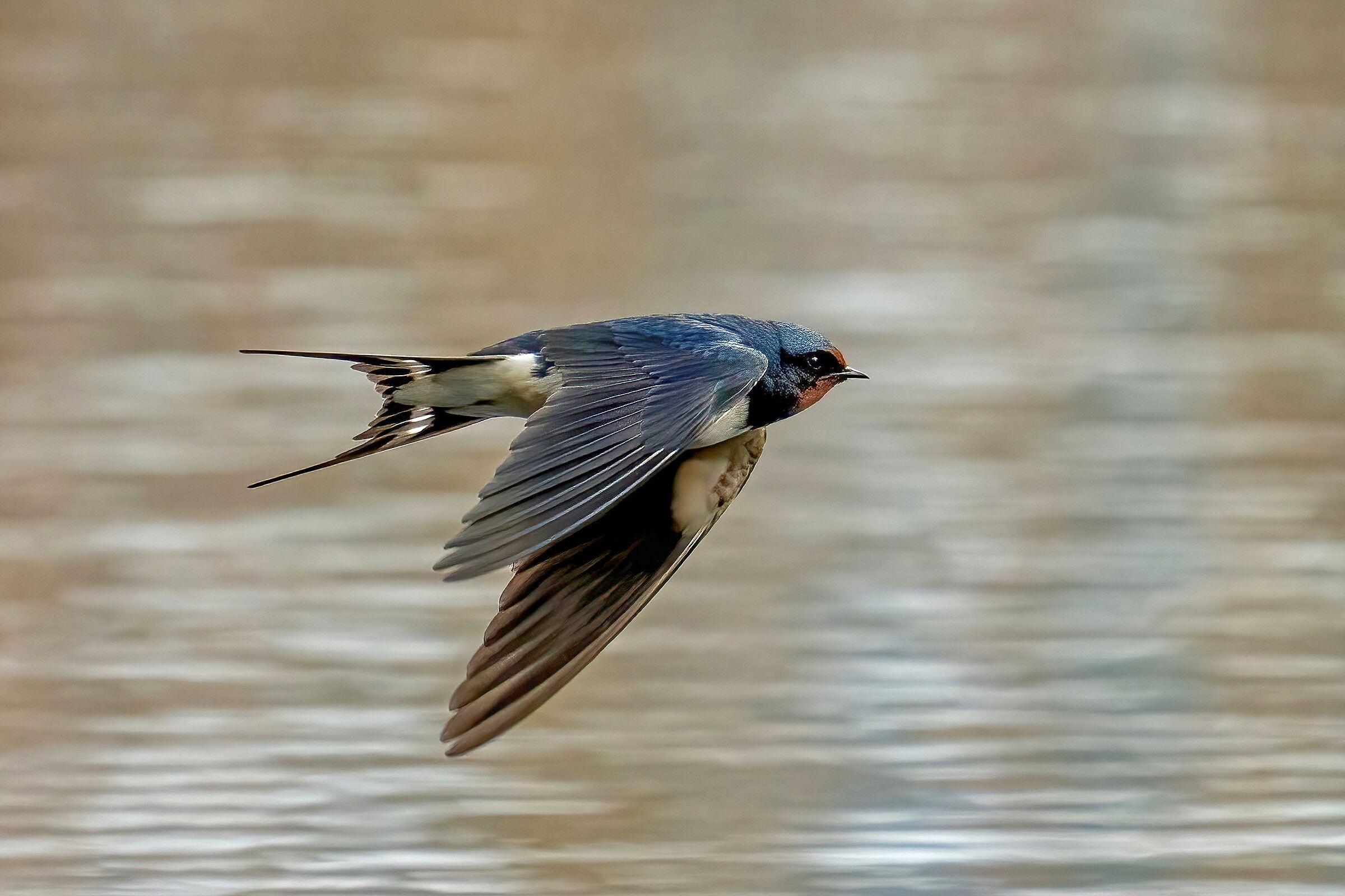 Rondine comune (Hirundo rustica)