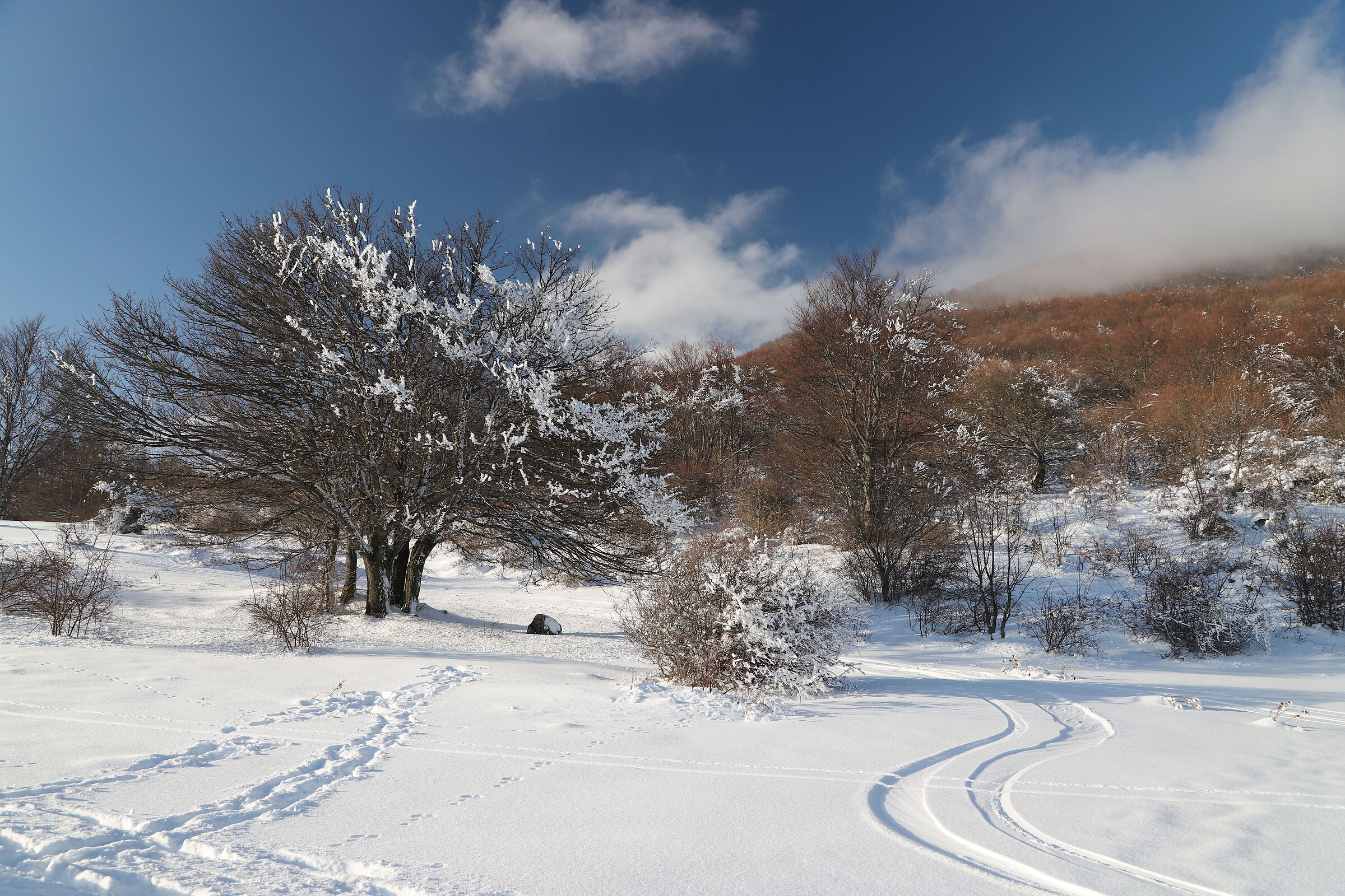 ultimi fiori di ghiaccio