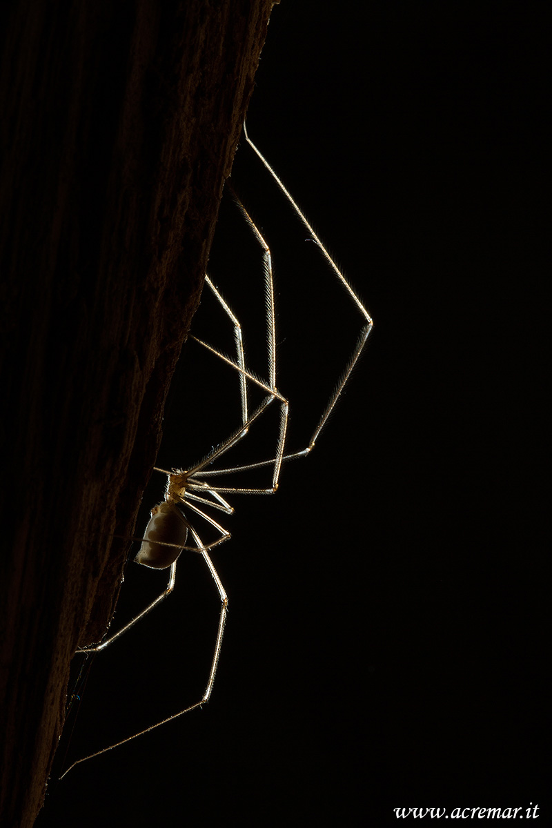 #Arachnida Pholcus phalangioides