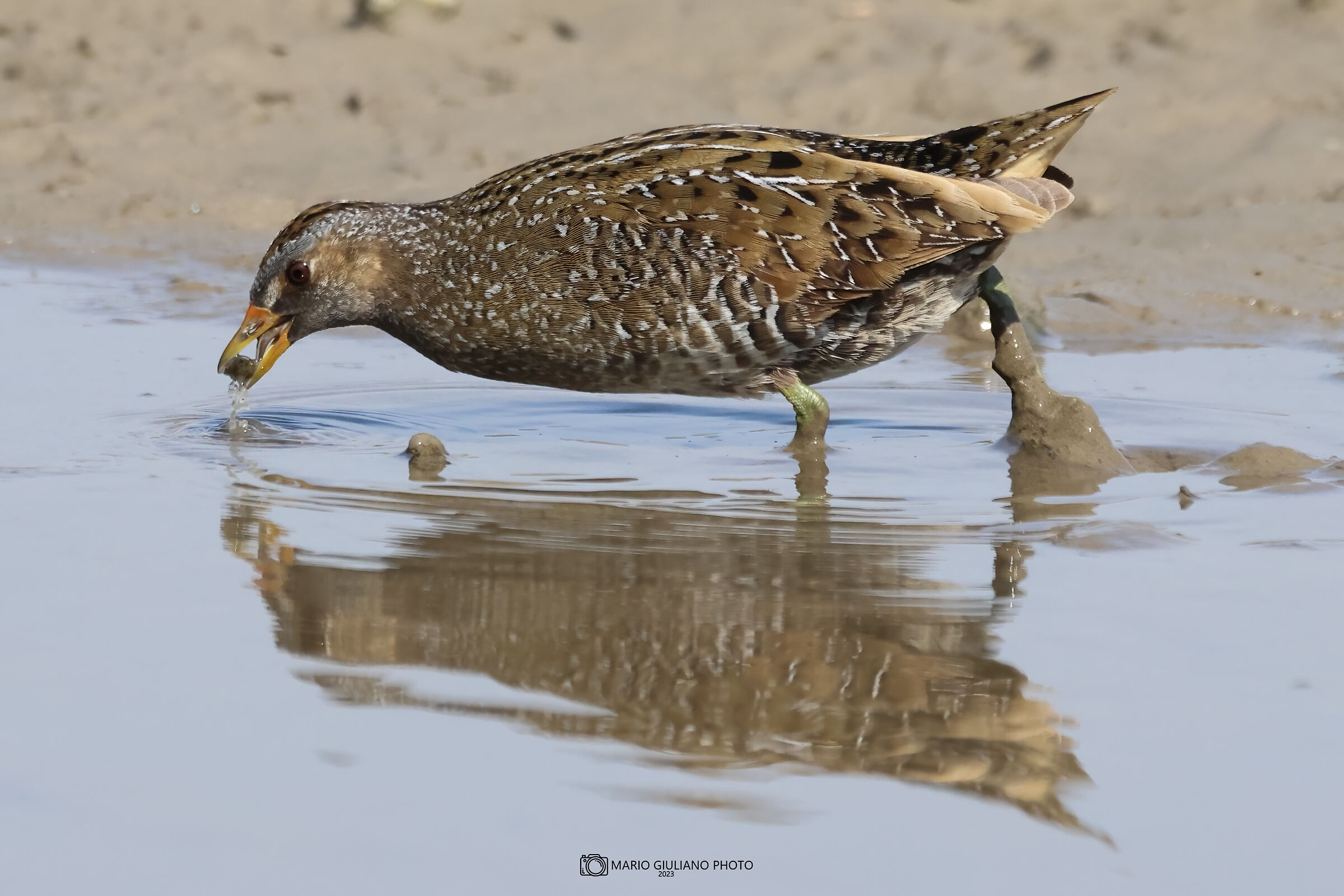 Spotted crake