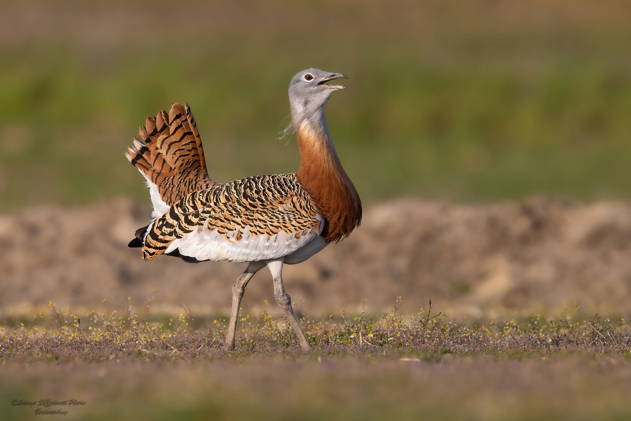 Bustard m.