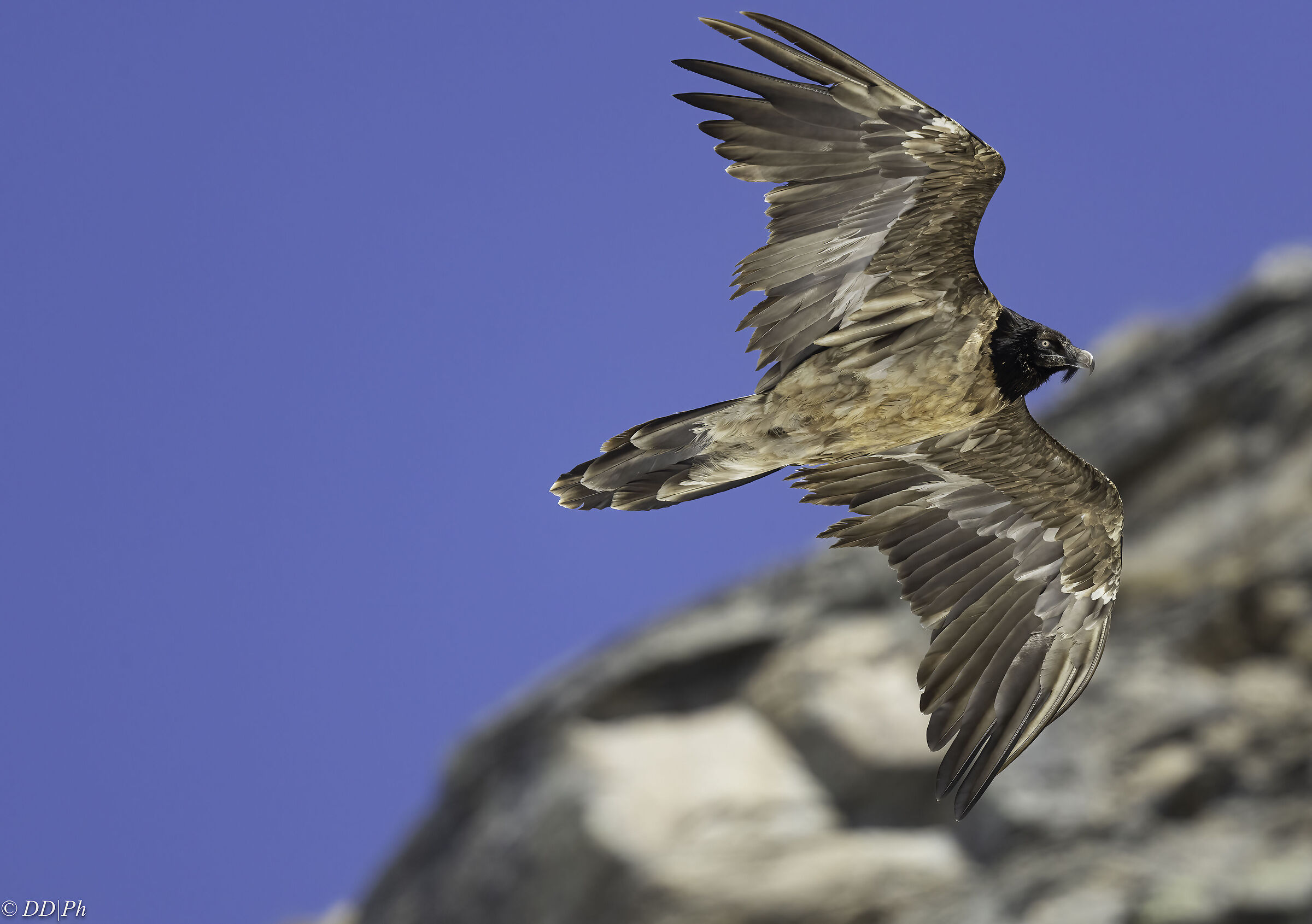 Bearded vulture