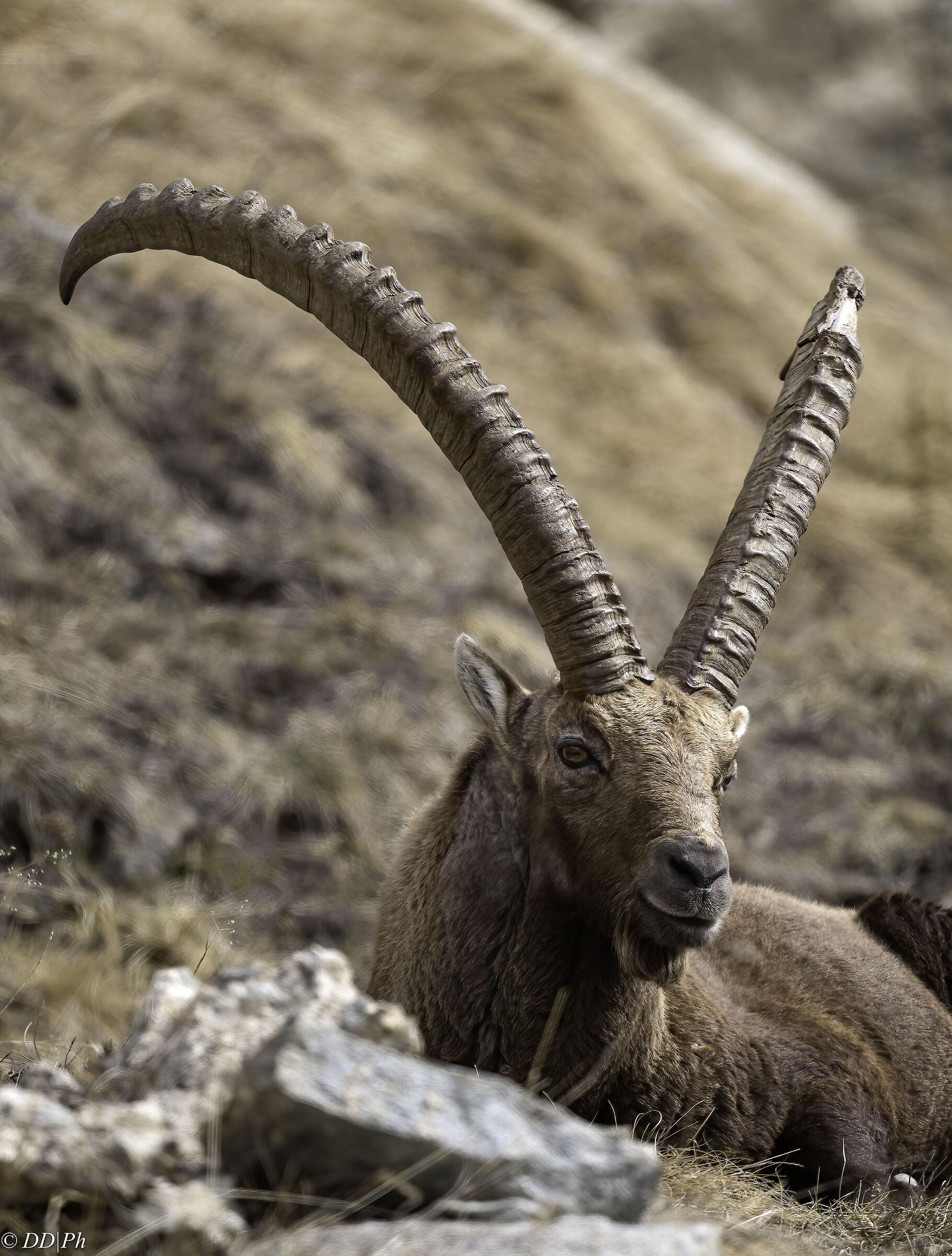 Ibex