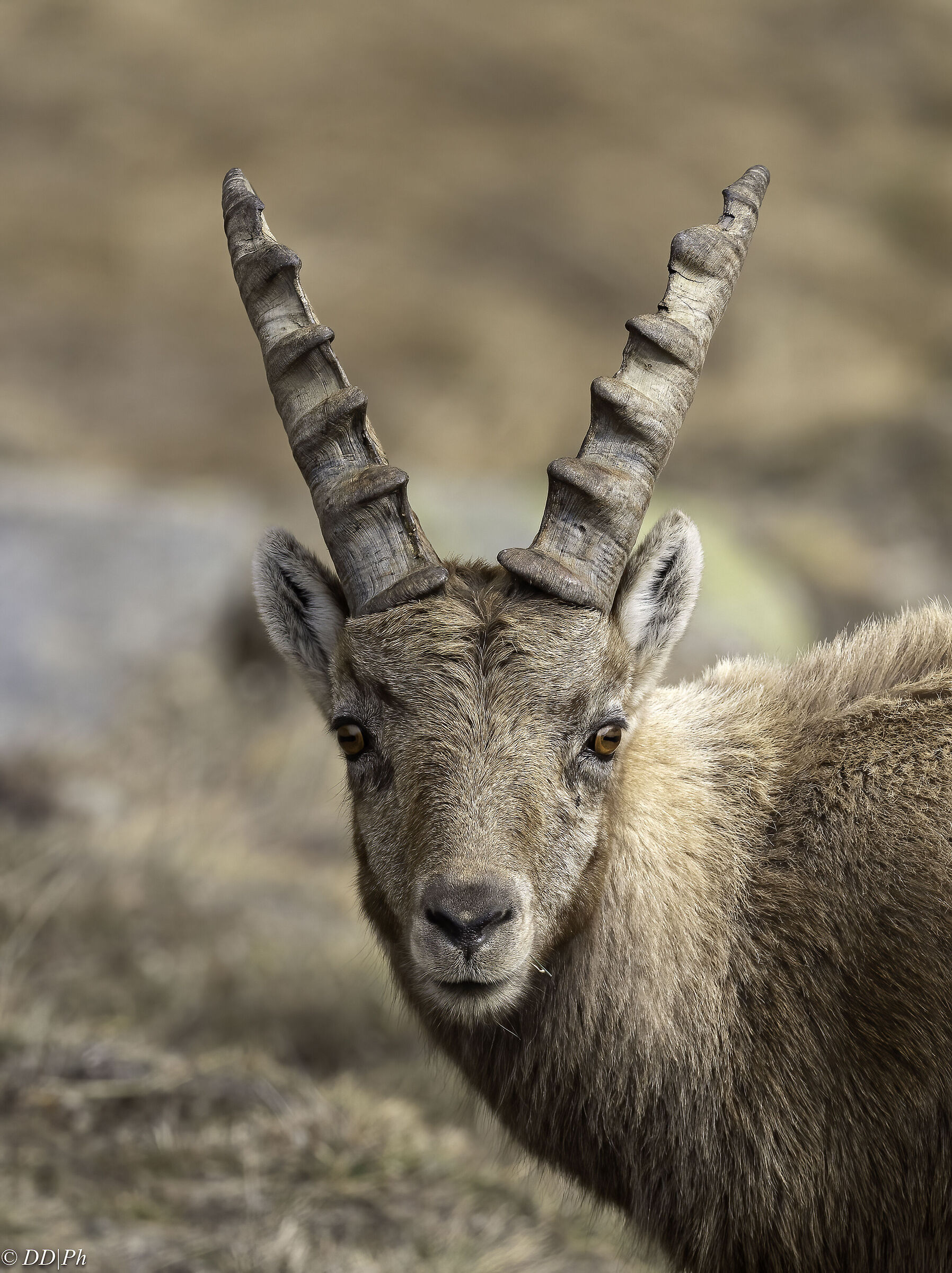 Ibex