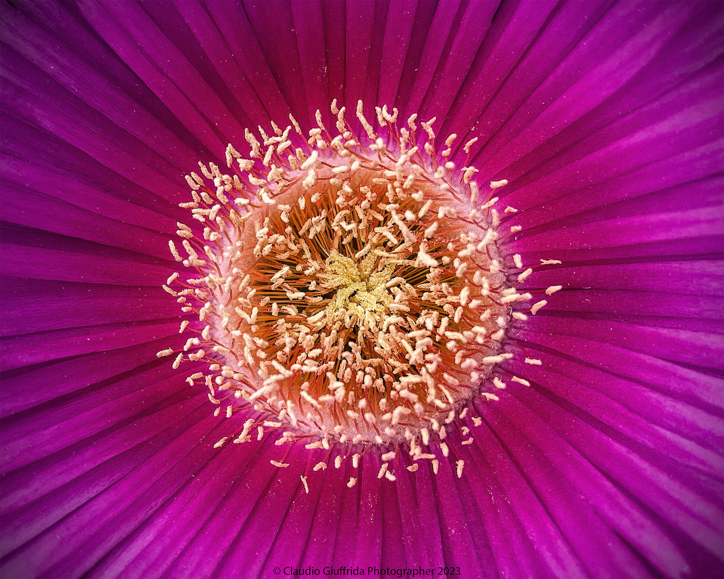 Carpobrotus edulis