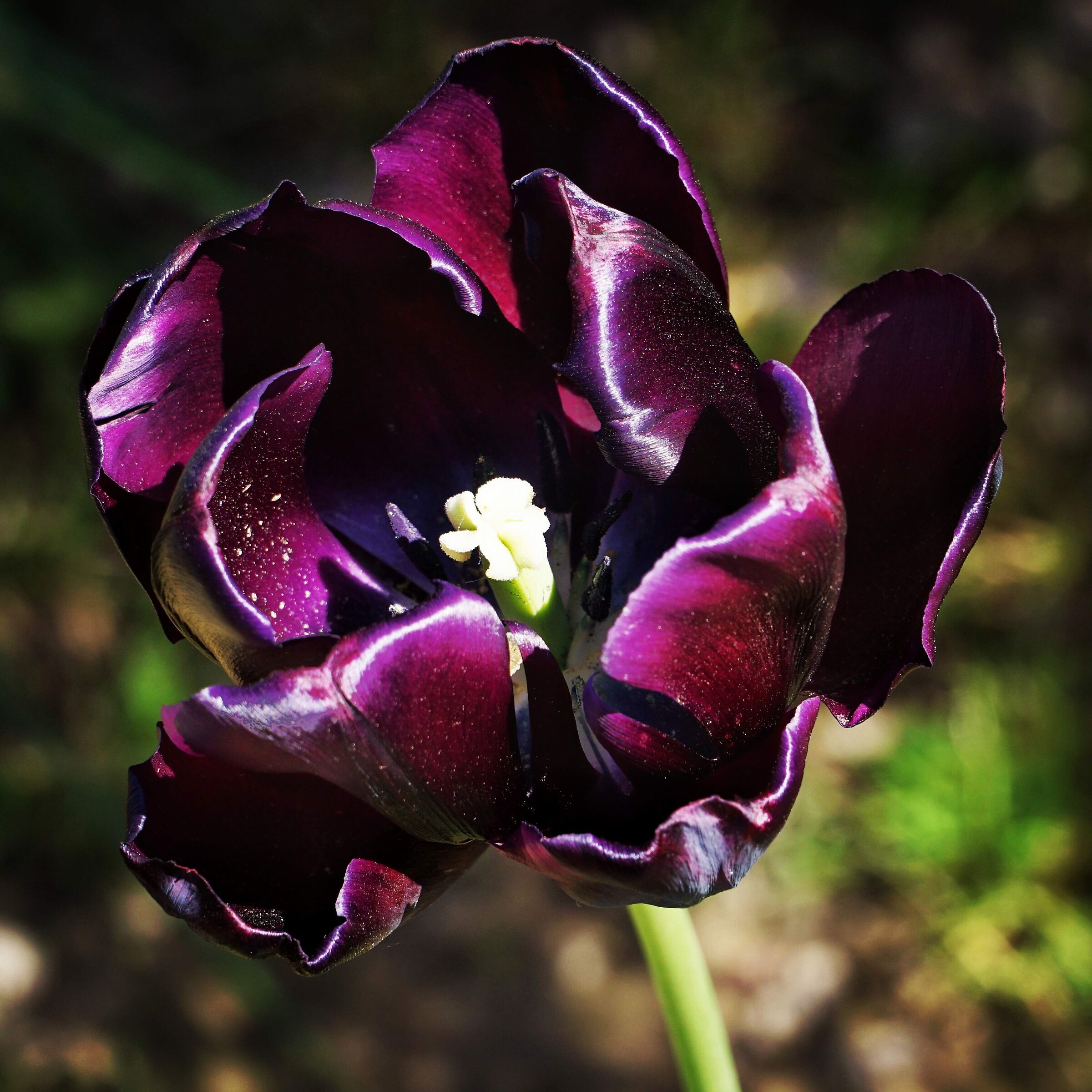 Tulipano viola