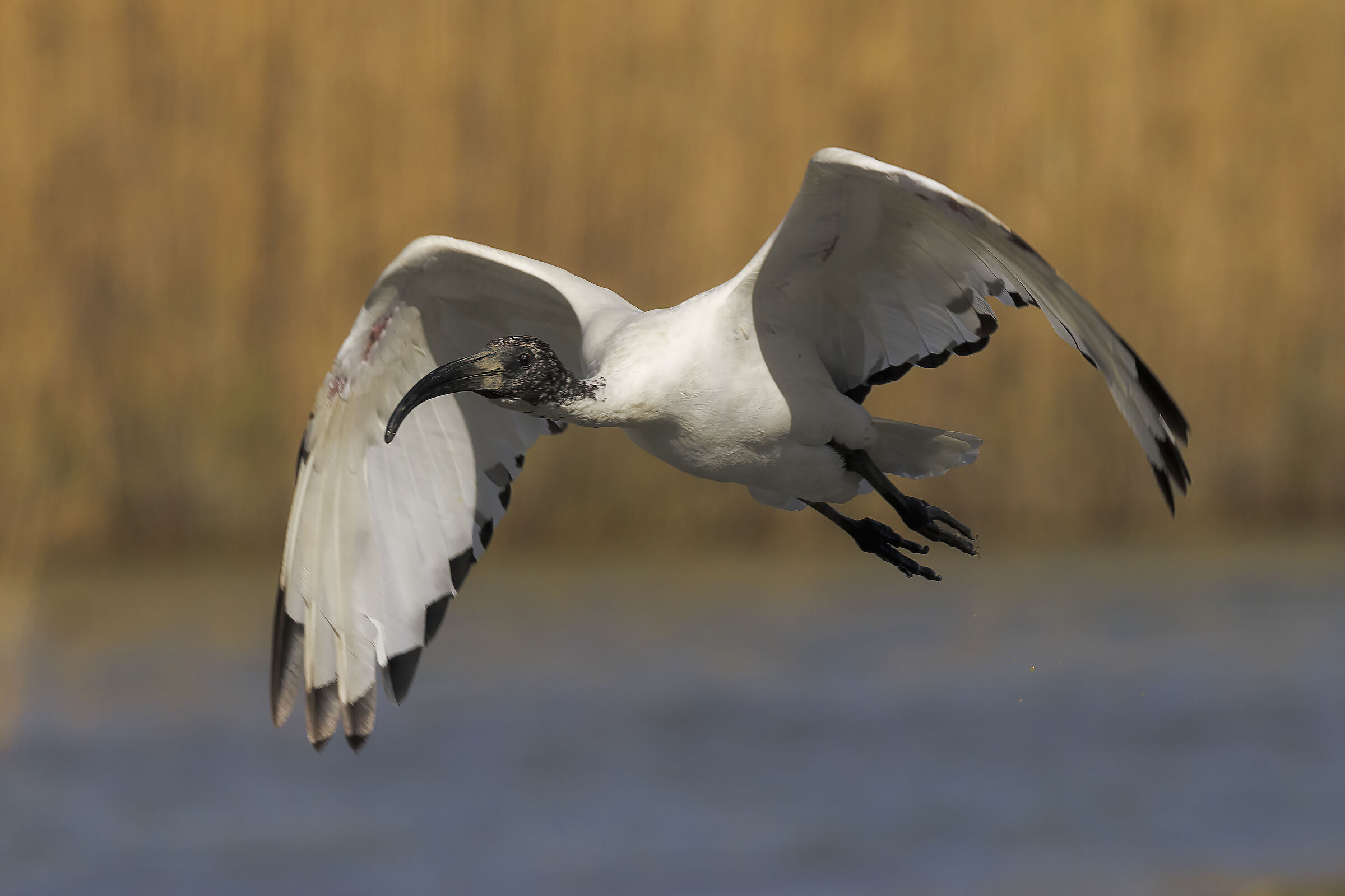 ibis in flight