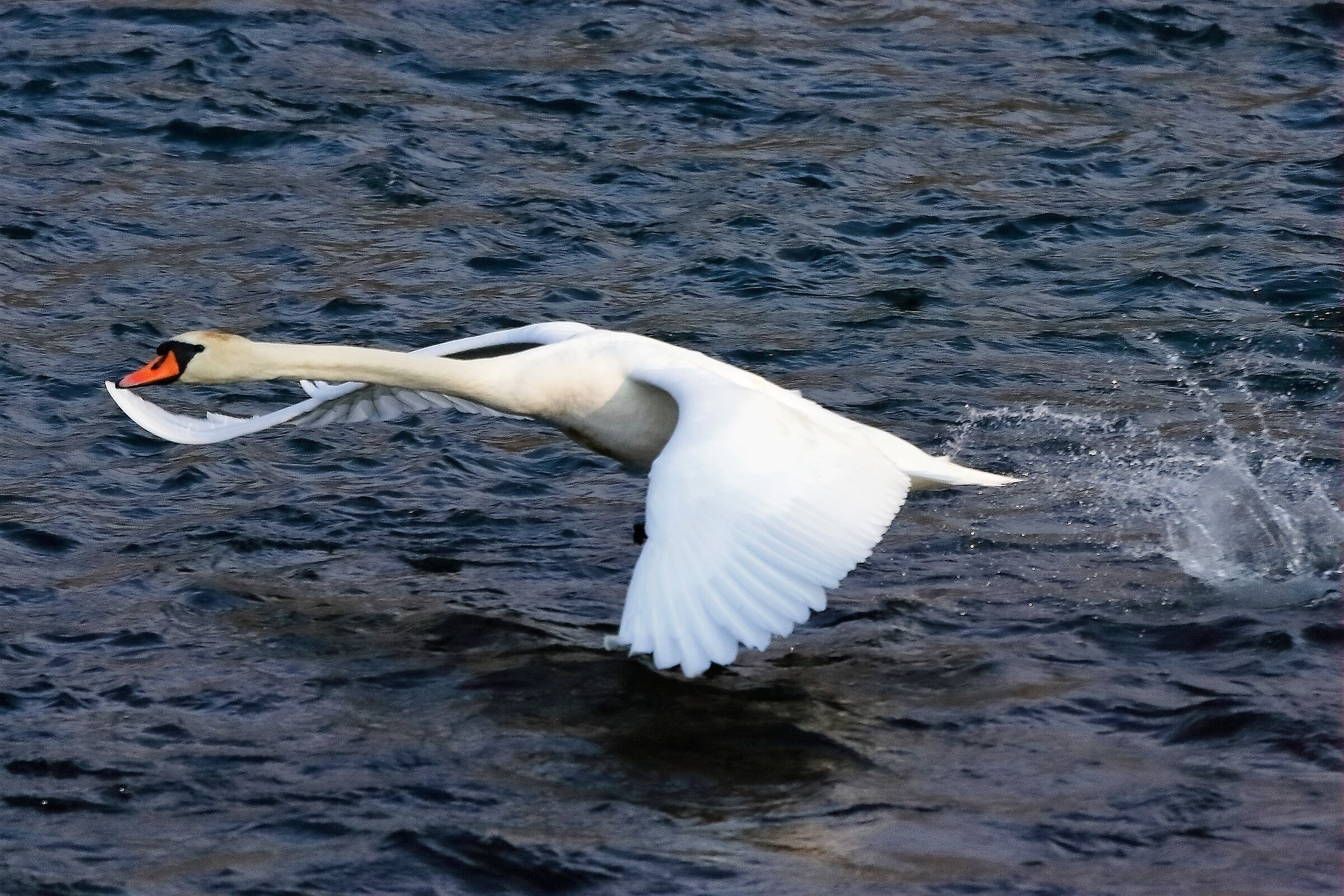 Cigno R 17 febbraio 2023