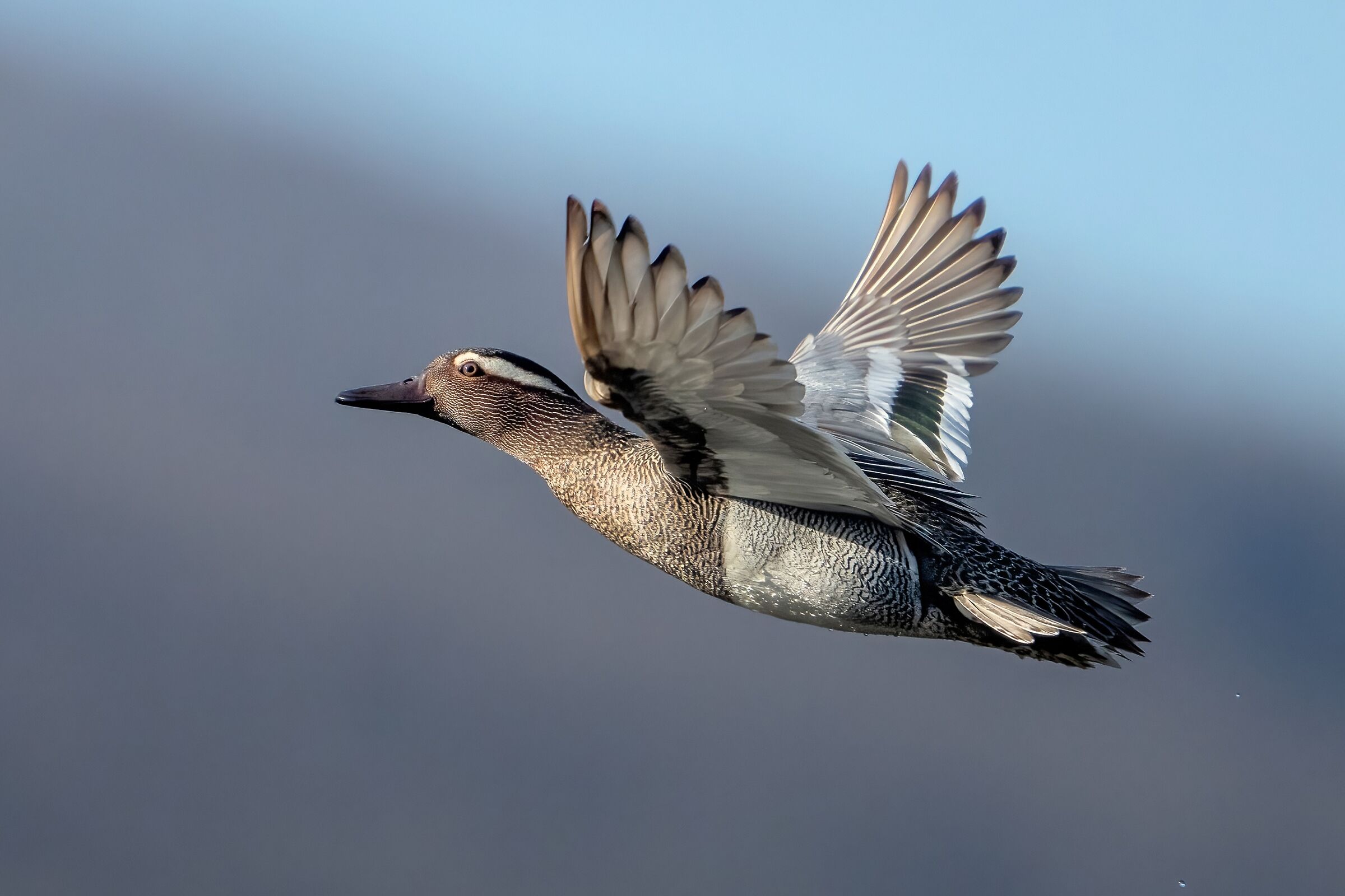 Garganey (Anas querquedula)