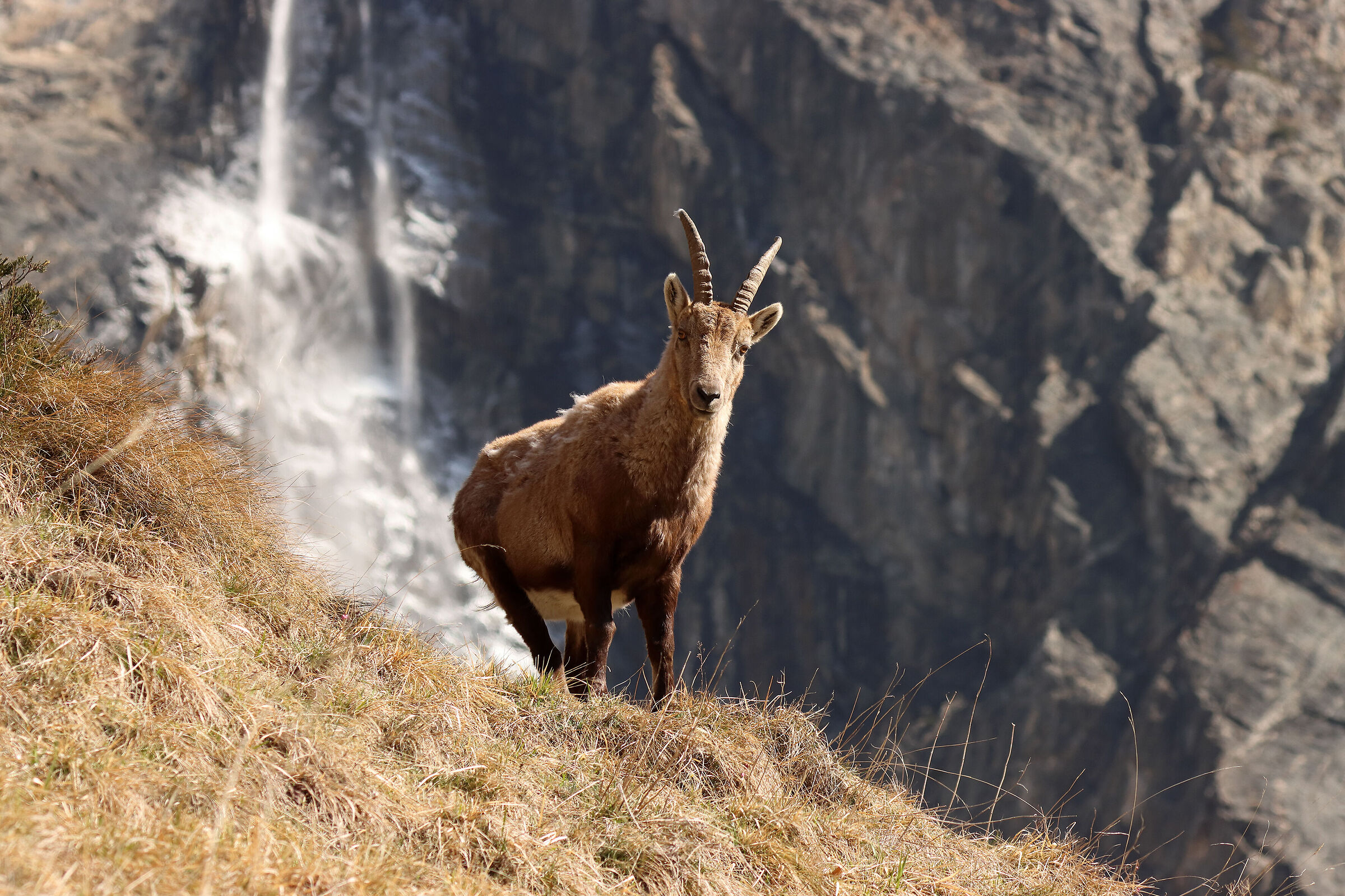 femmina  di stambecco alle cascate