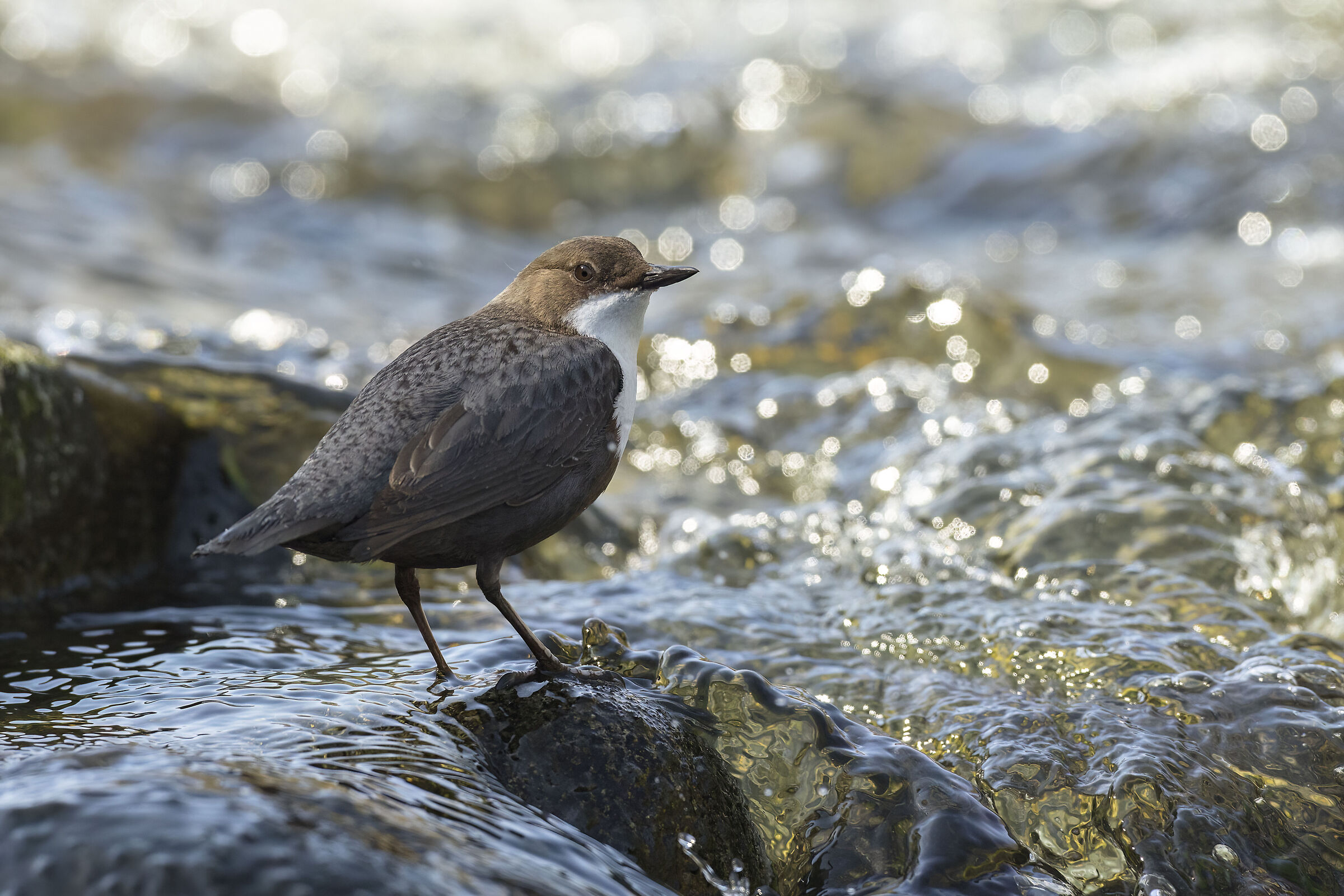 White-throated dipper