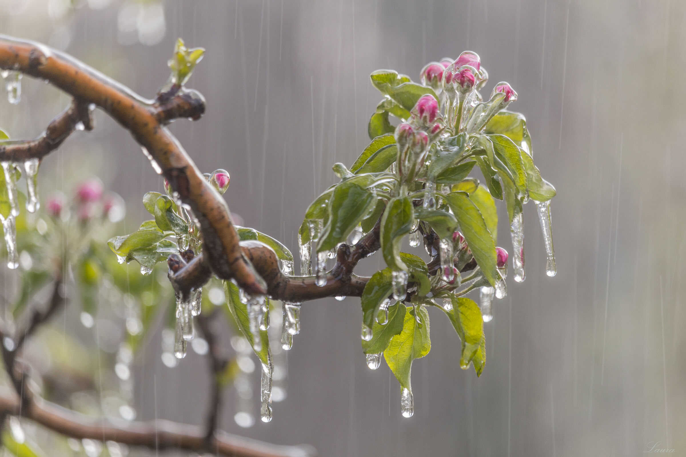 The ice that protects