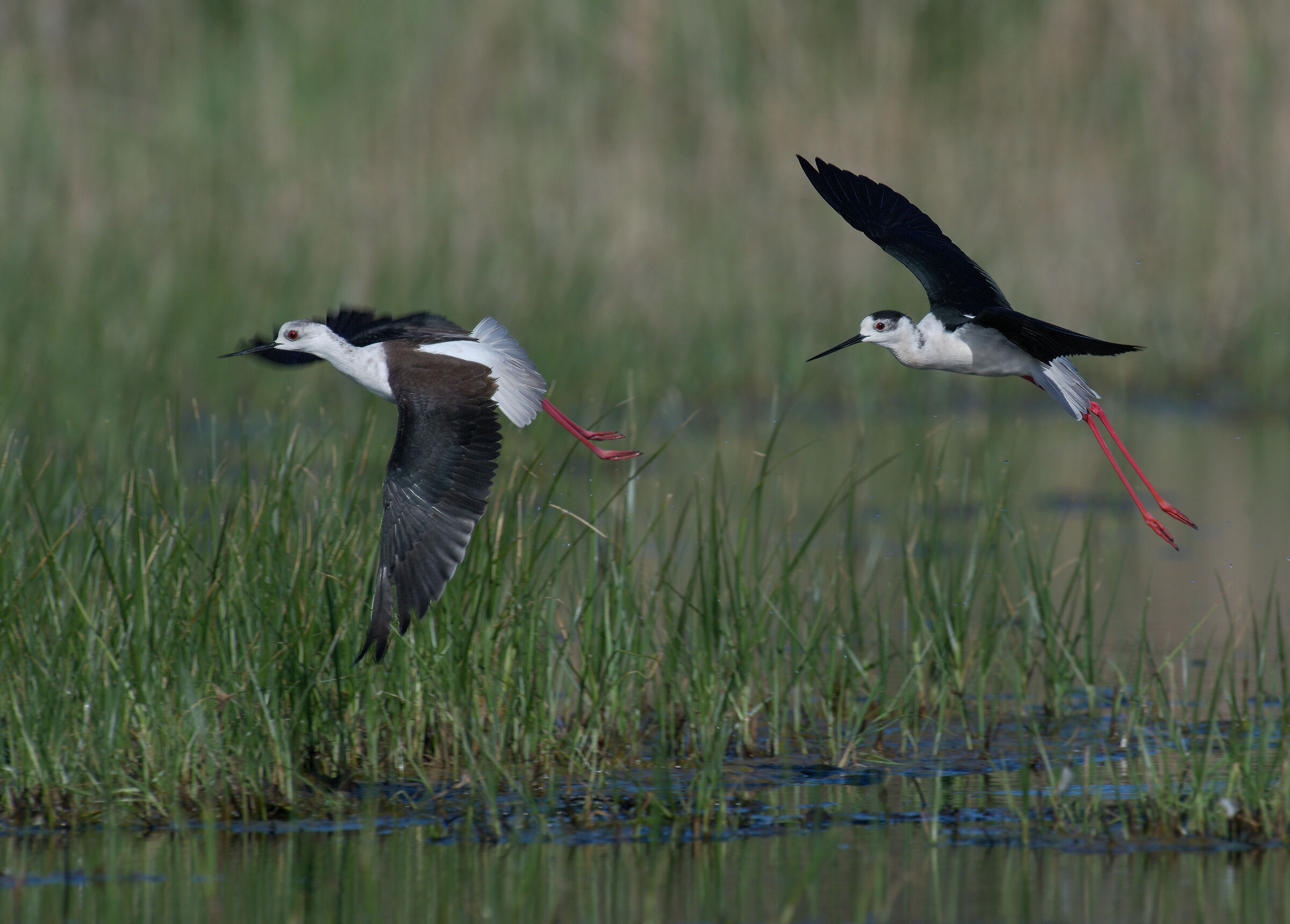 Dove vai, piccolina?
