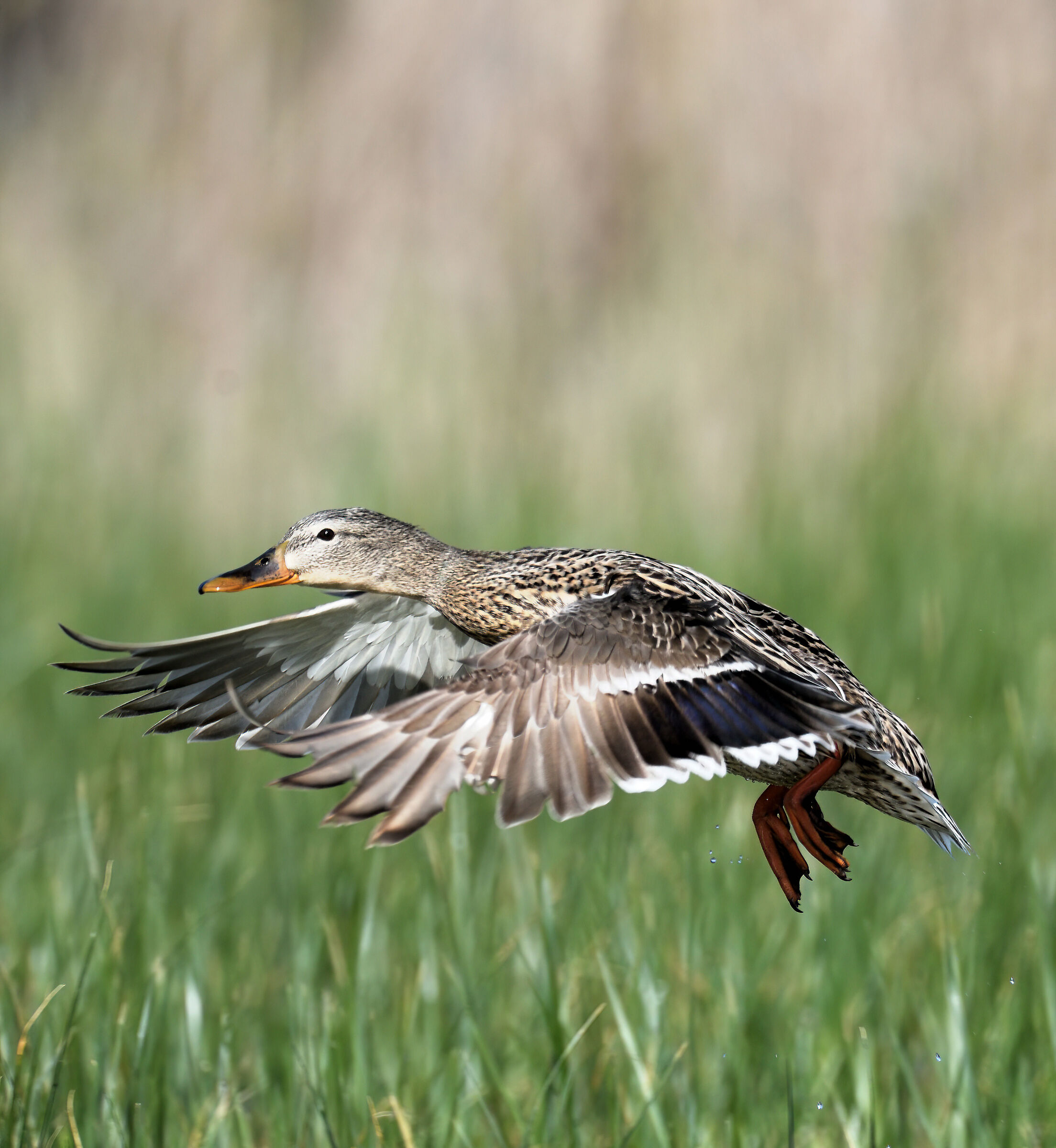 Germana atterraggio 2