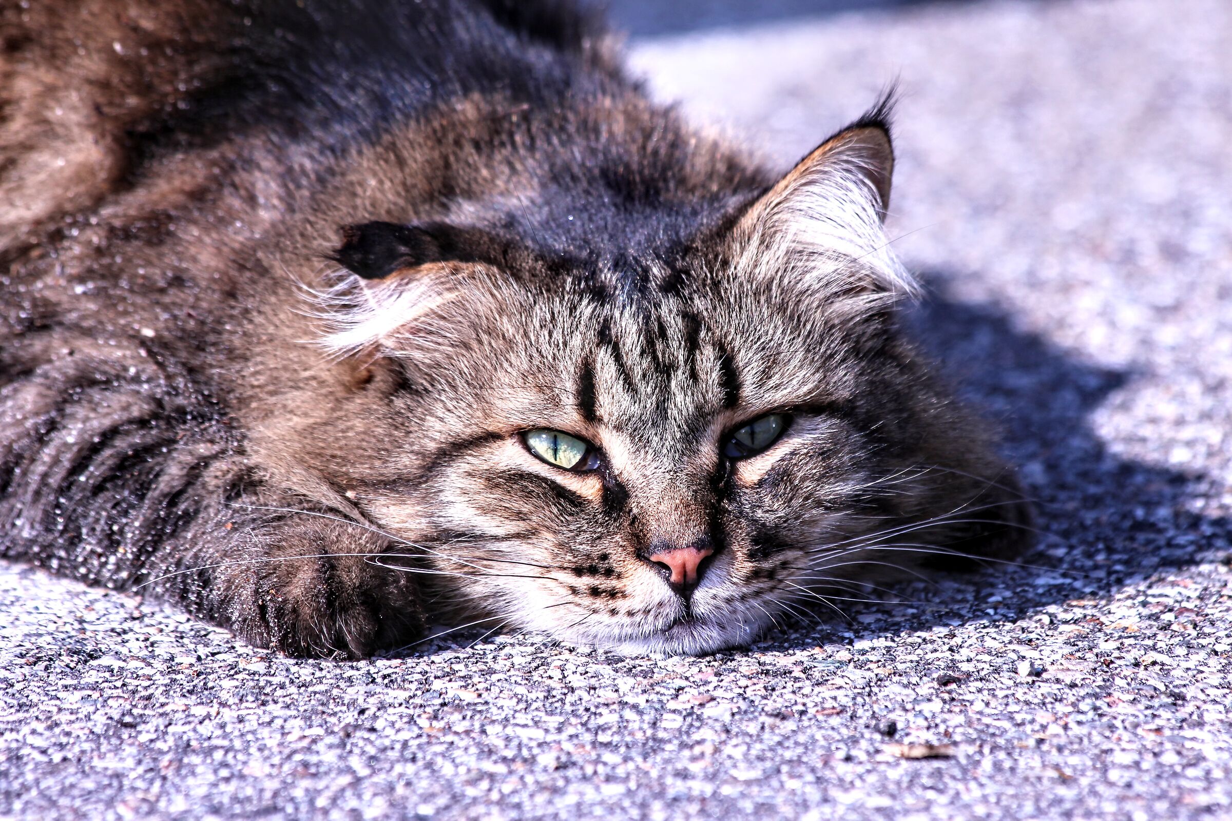 Gatto randagio