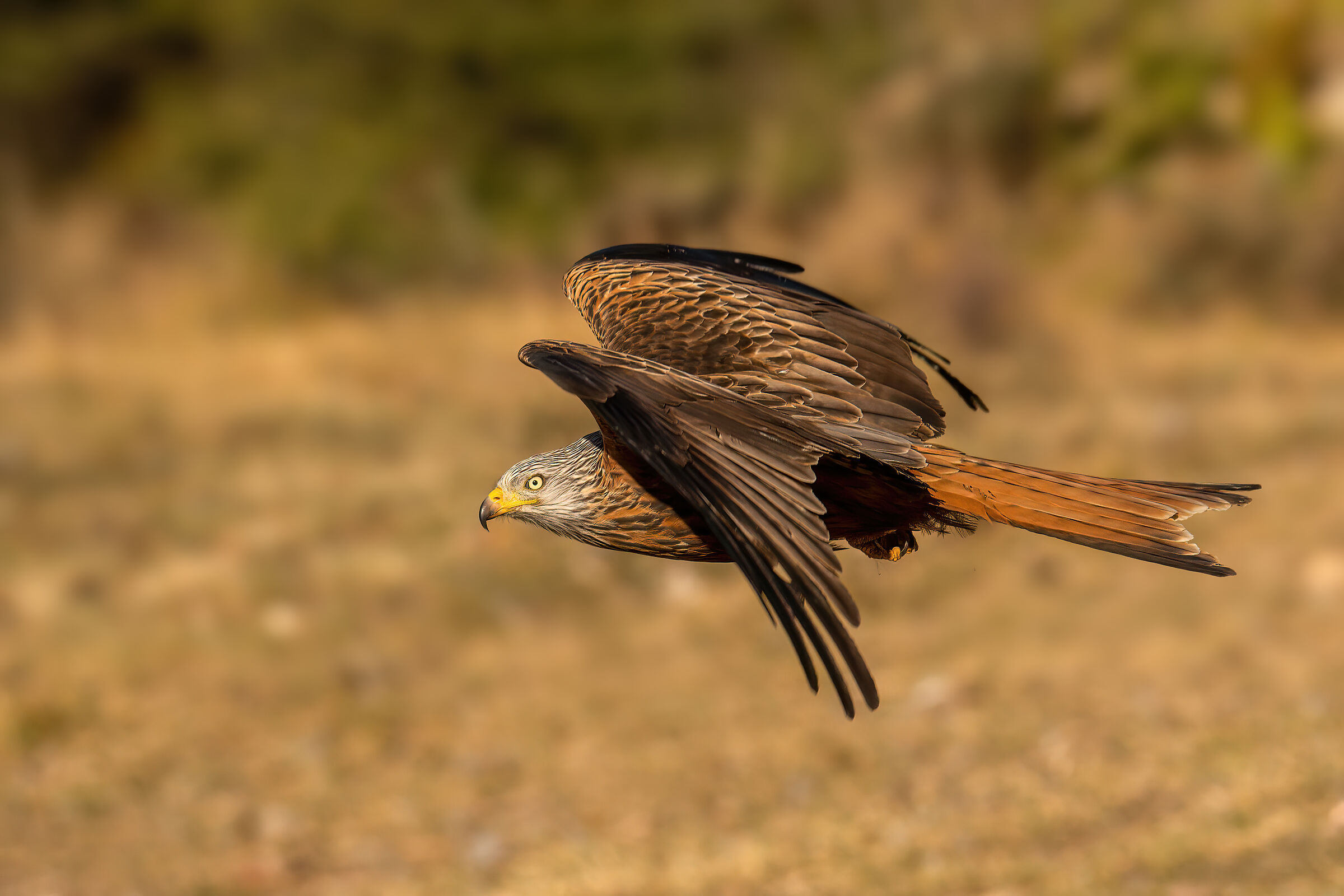 Red kite