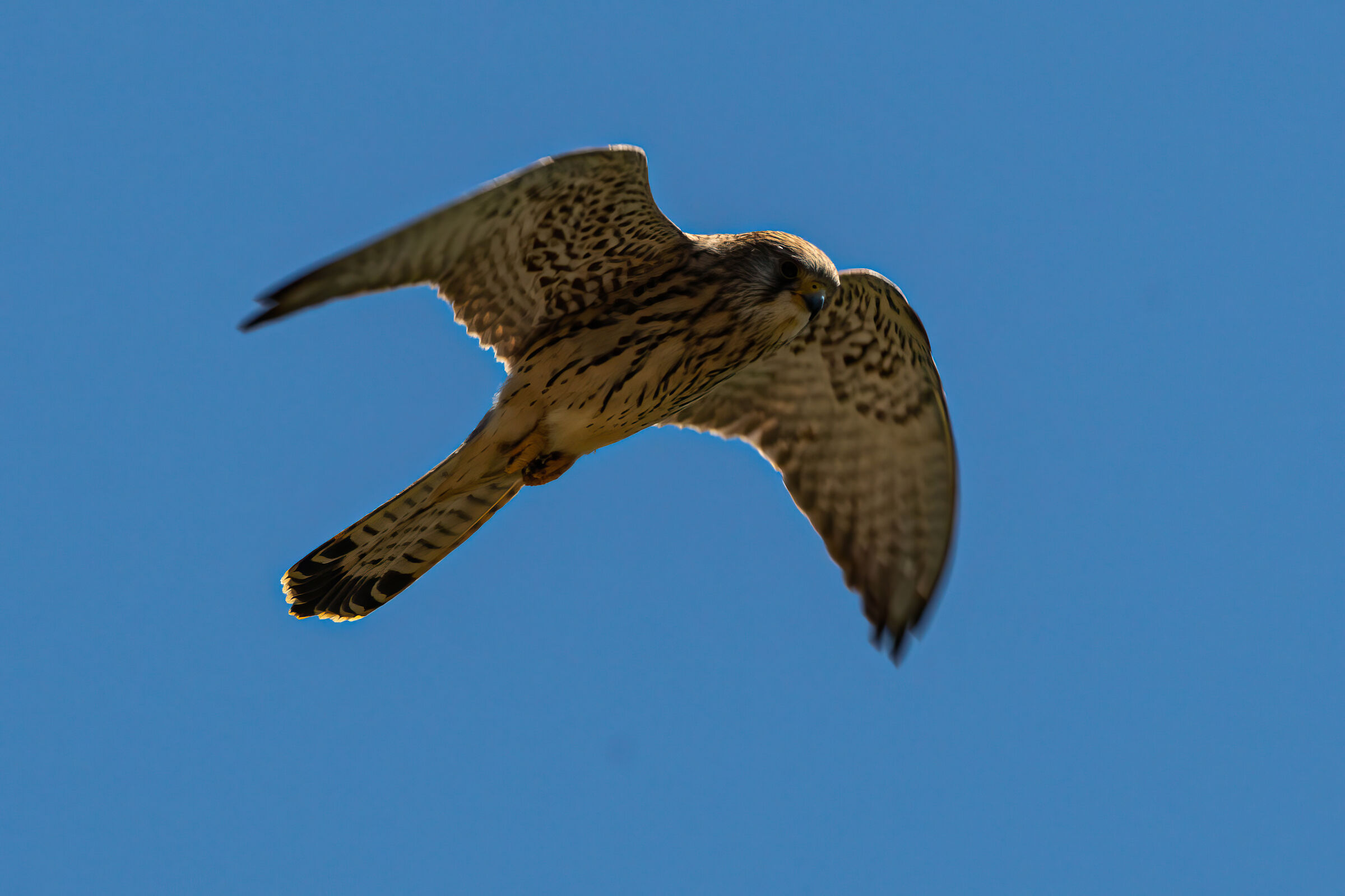 Lesser kestrel - in flight