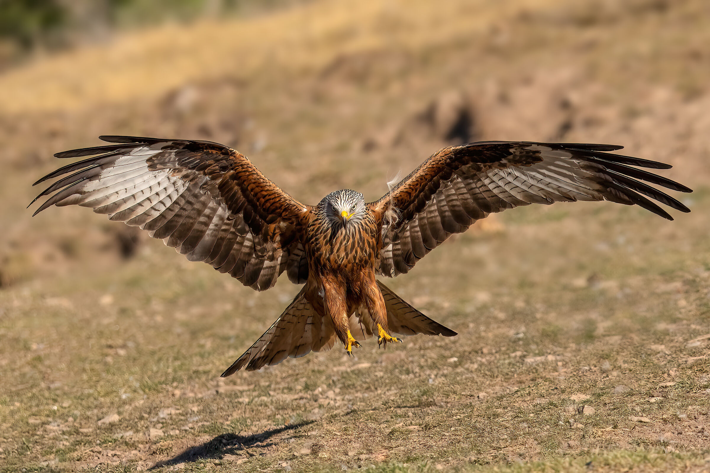 Red kite