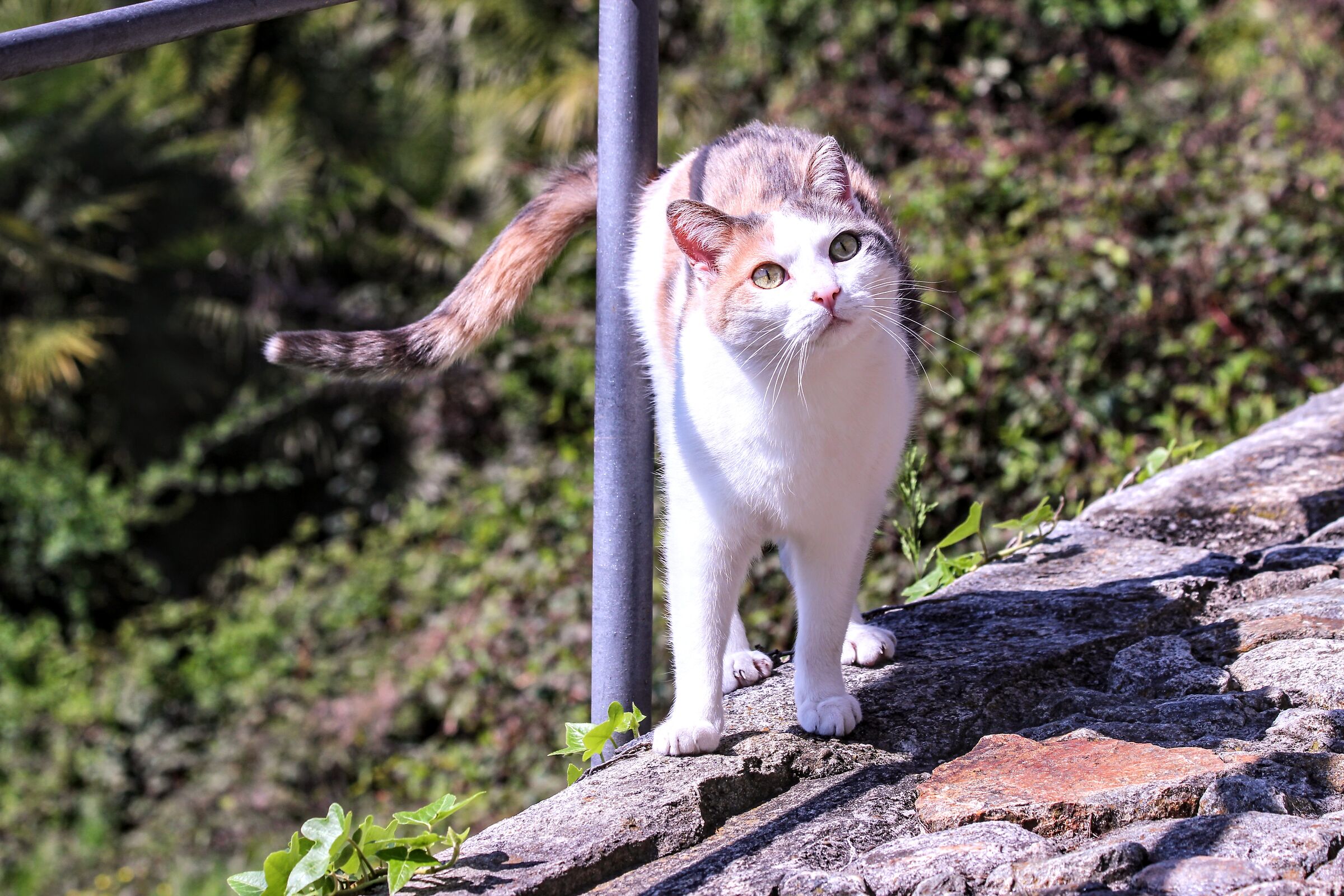 Gatta calico