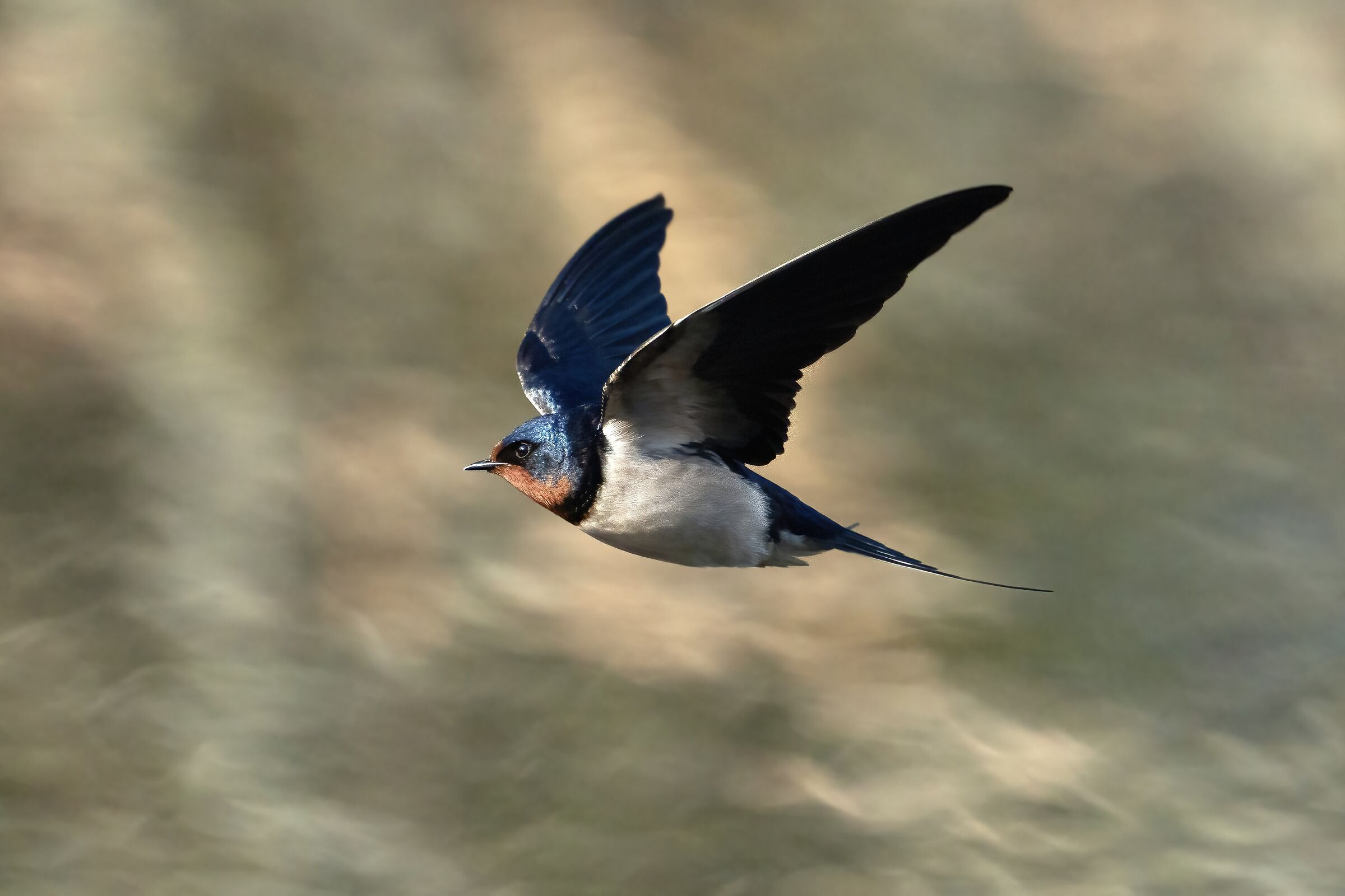 Common swallow (Hirundo rustica)