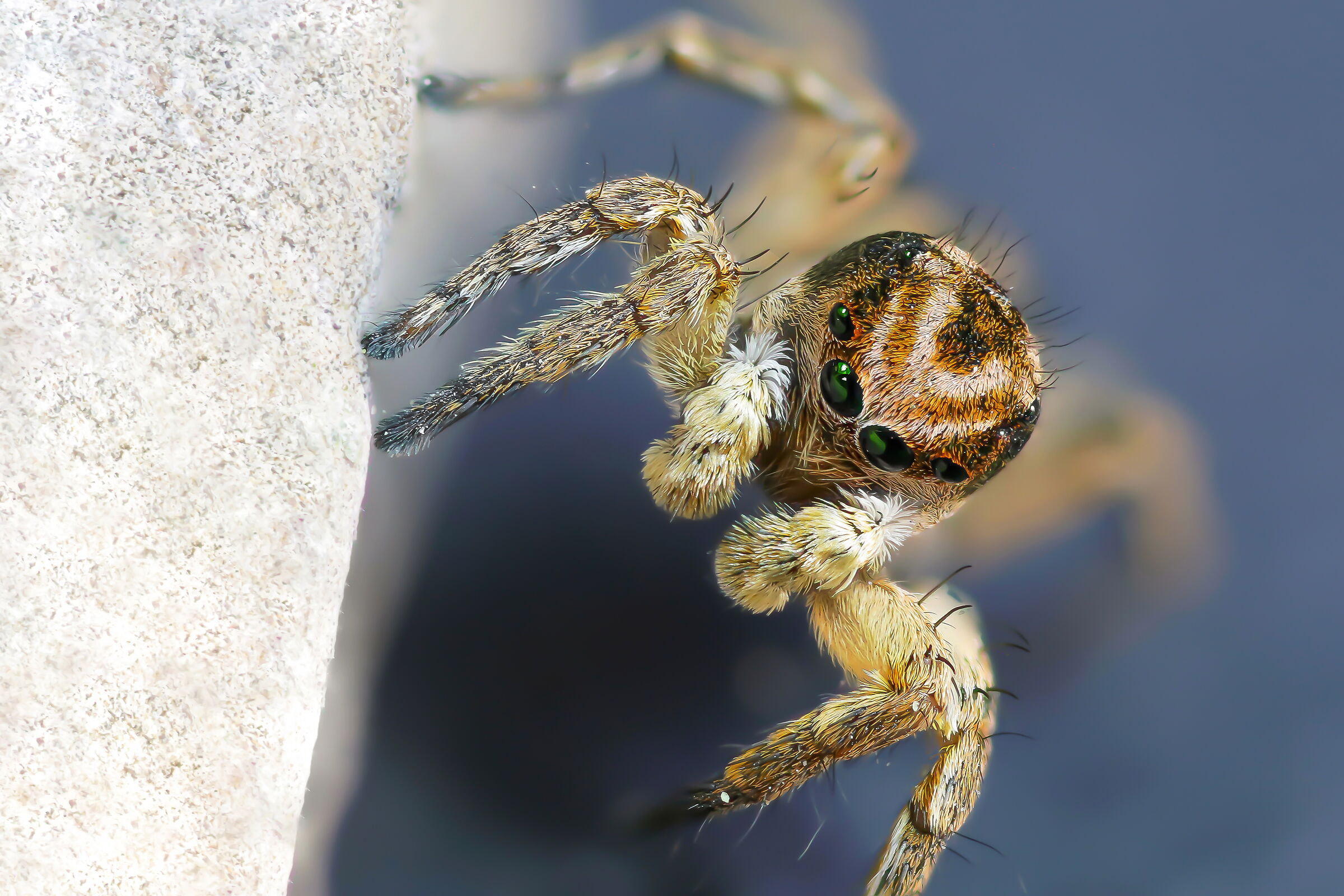 Aelurillus v-insignitus