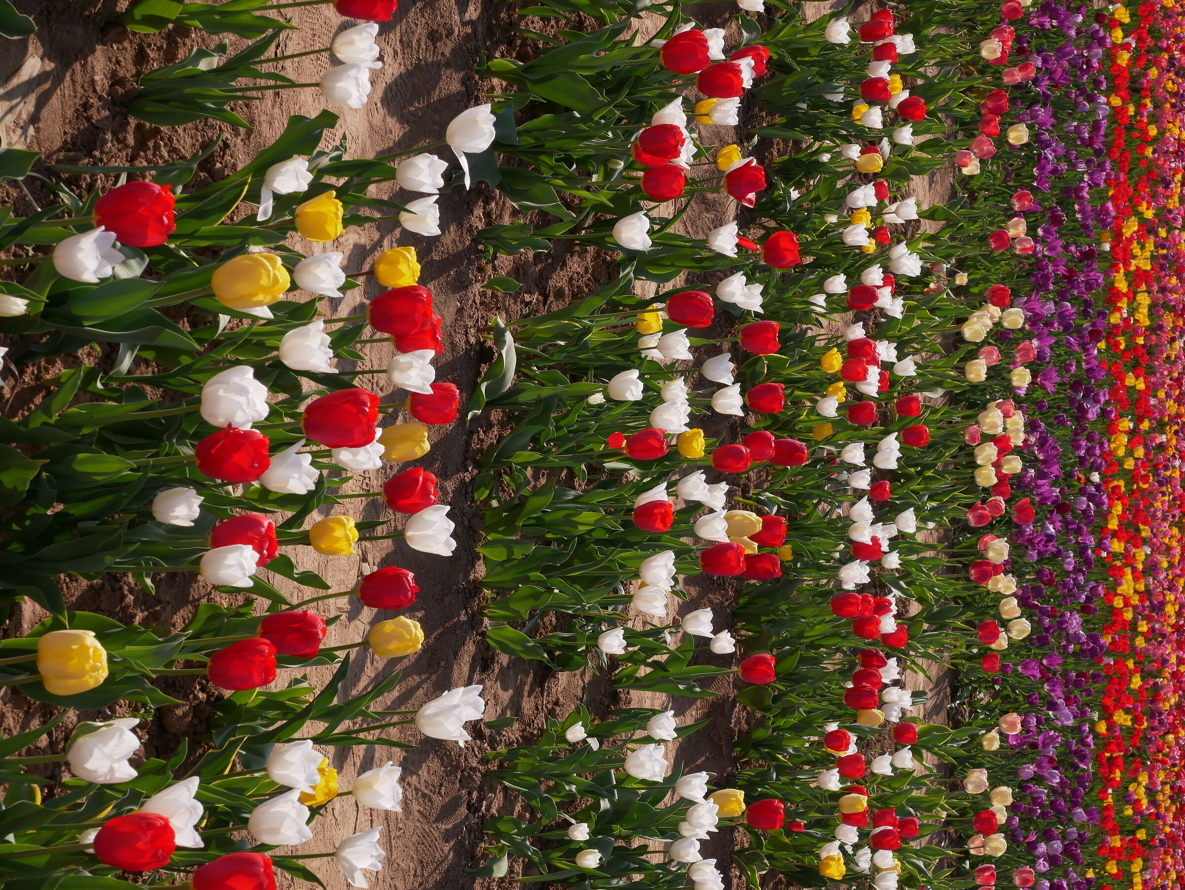 Tulipani, tulipani e tulipani