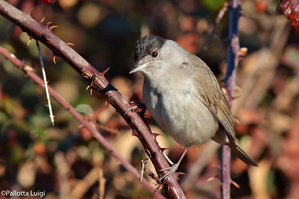 Capinera (Sylvia atricapilla)