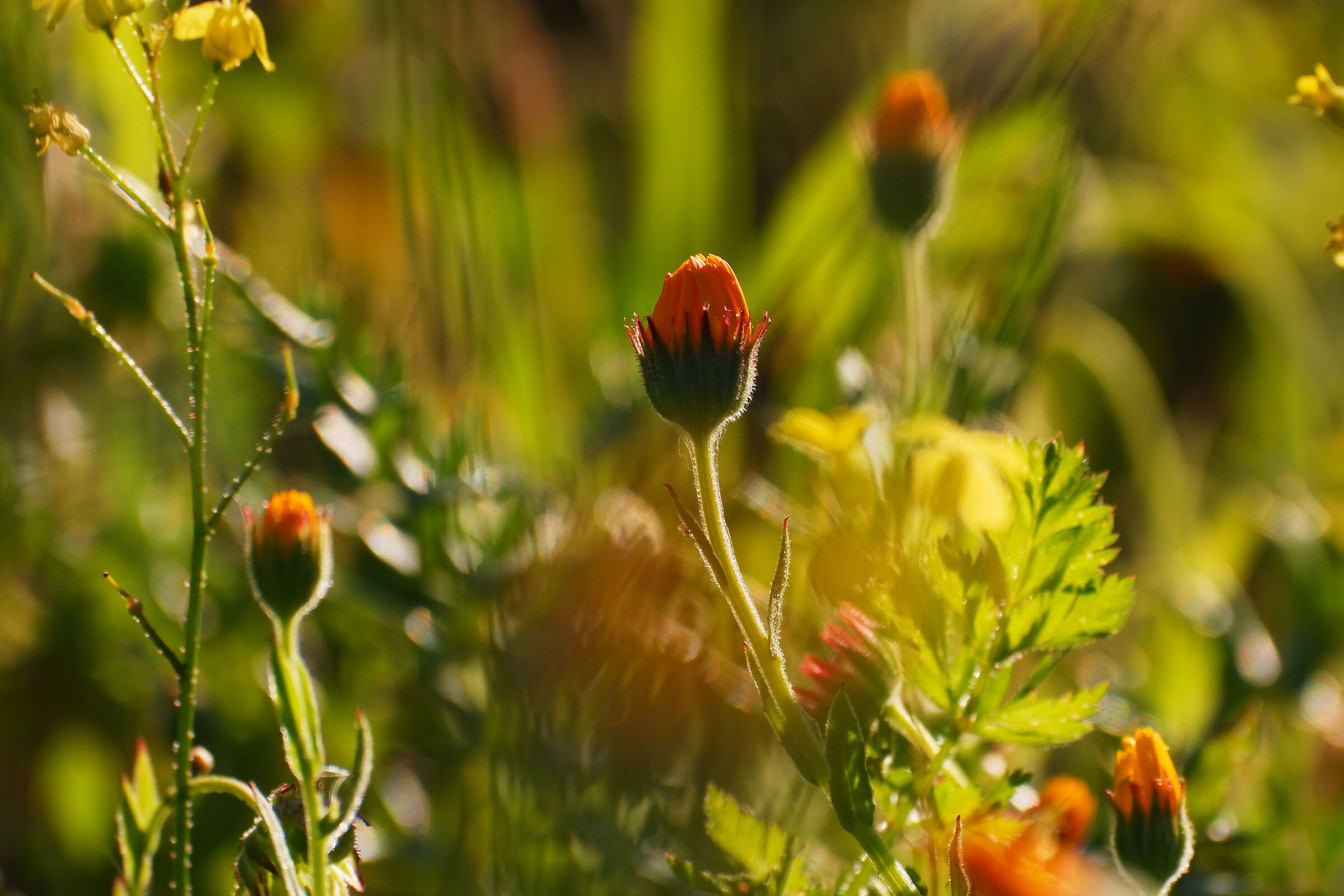 Fiori di campo 2
