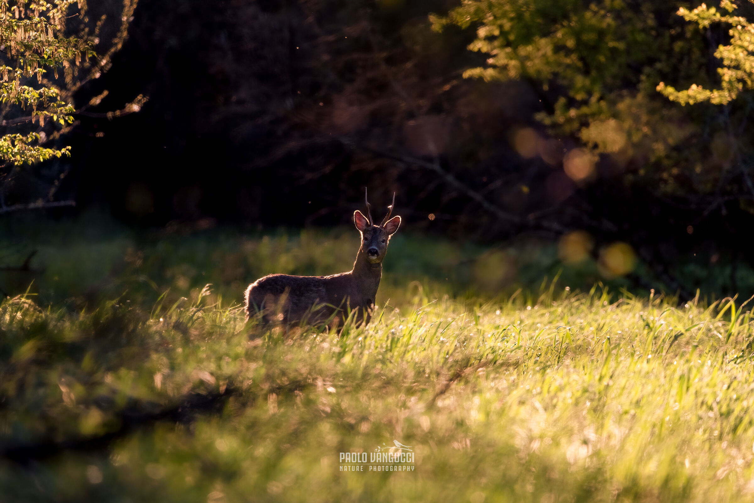 Evening lights on the Prince