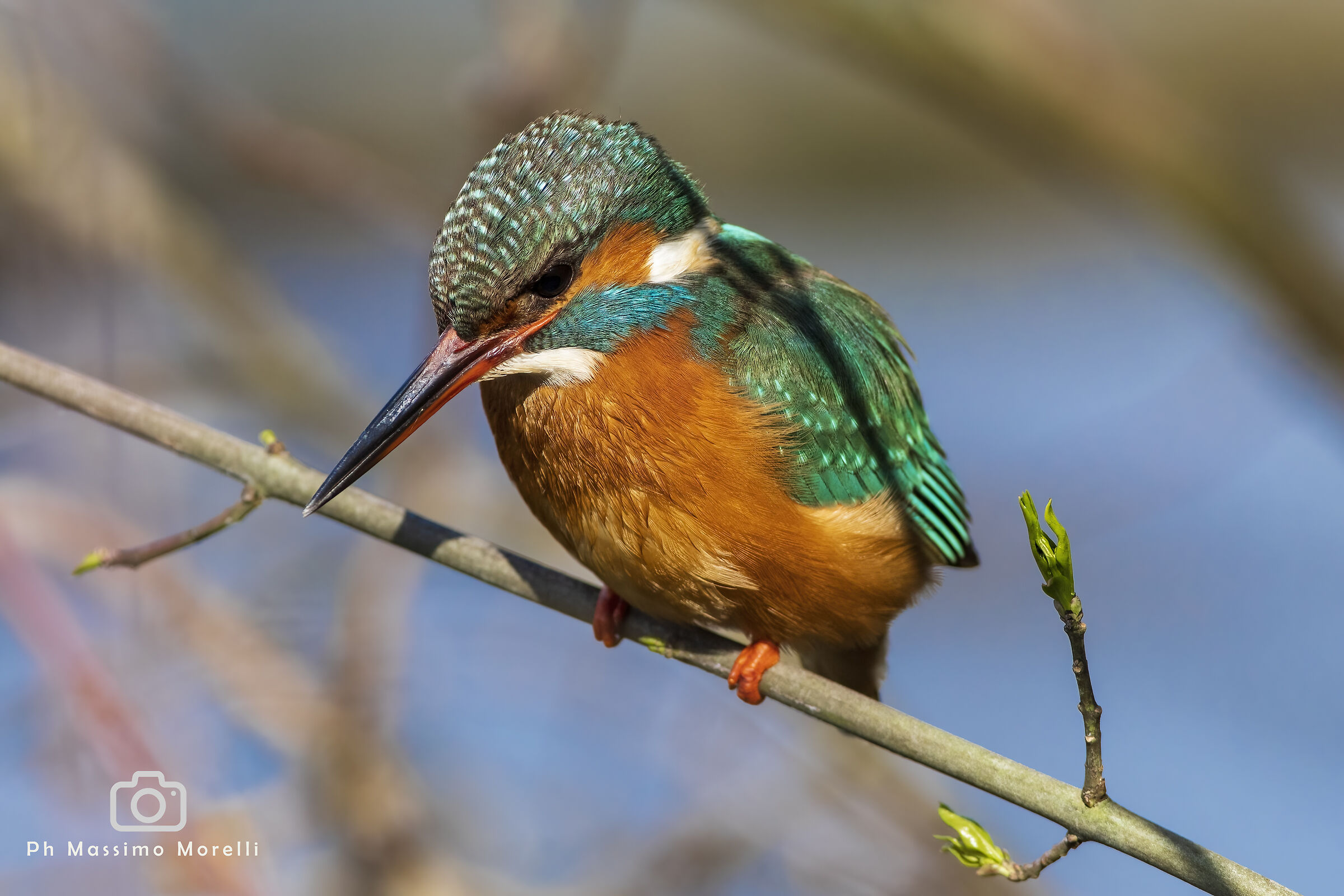 Kingfisher