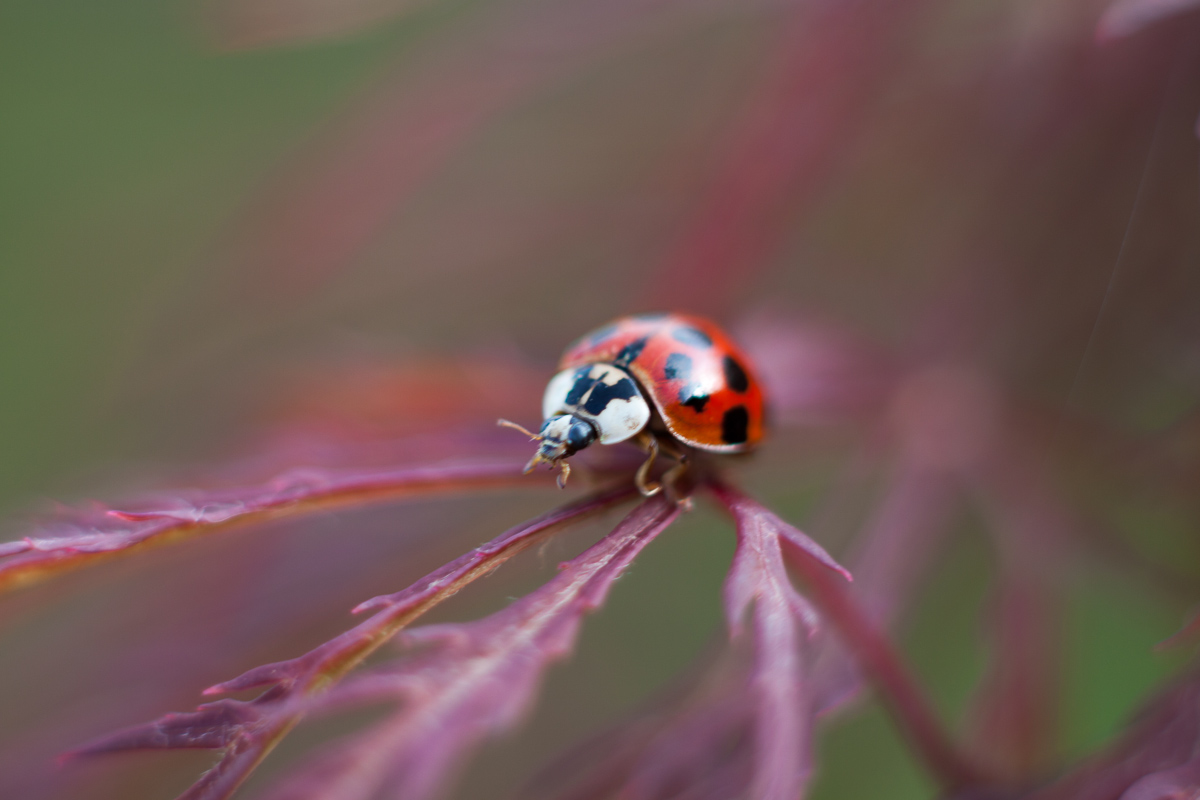 Sfocato Fortunato II