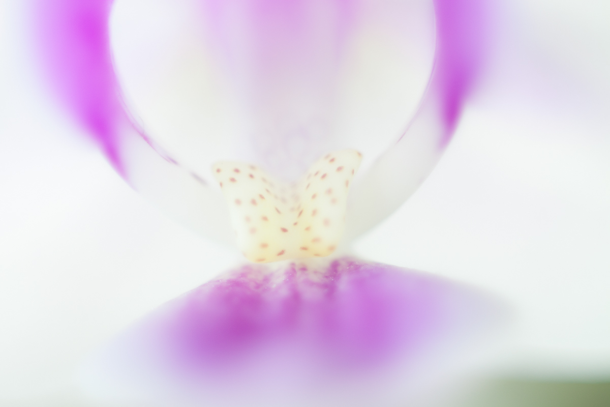 Il volo dell' orchidea