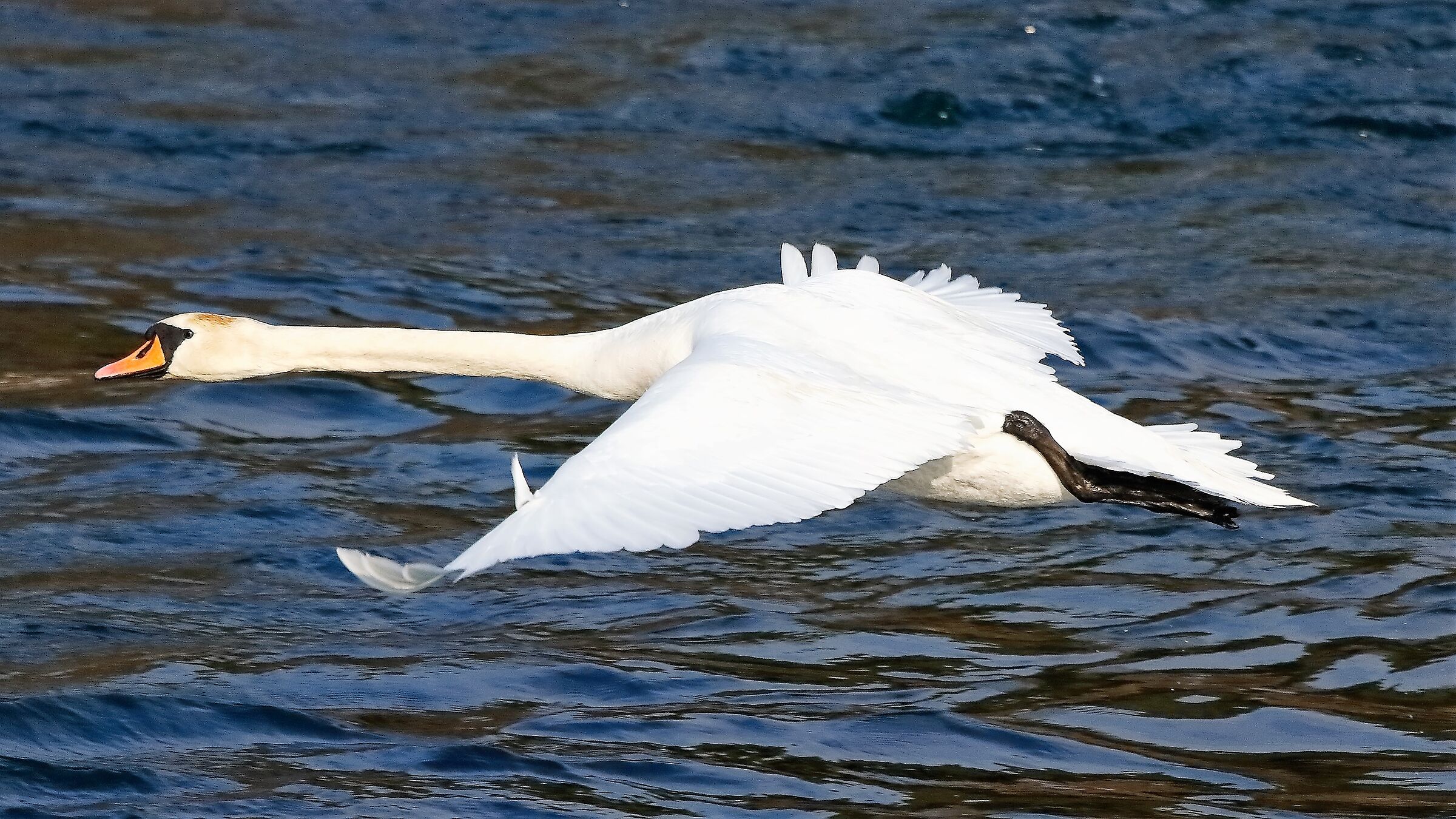 Cigno R 17 febbraio 2023