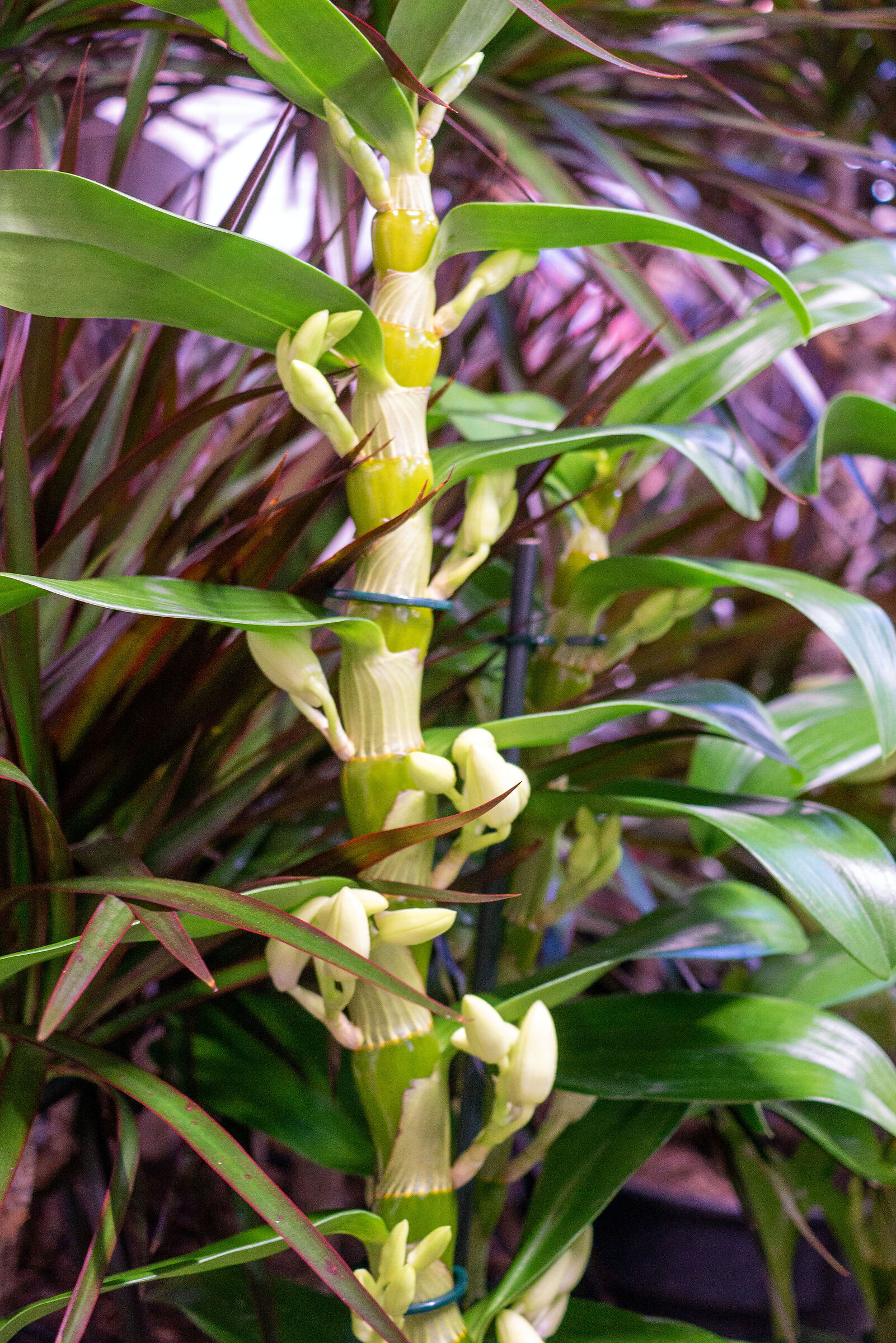 The small green totem