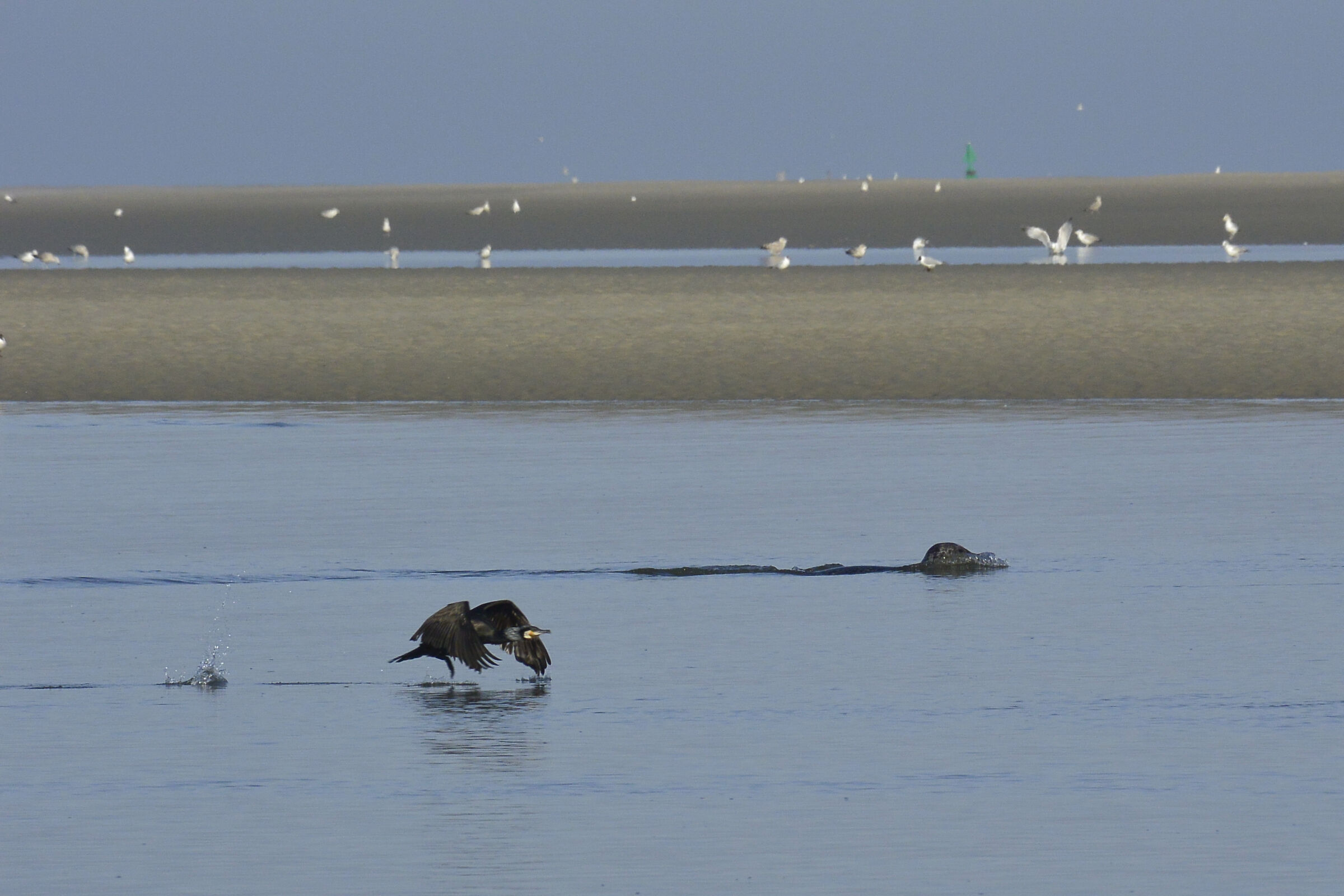 Seal and cormorant