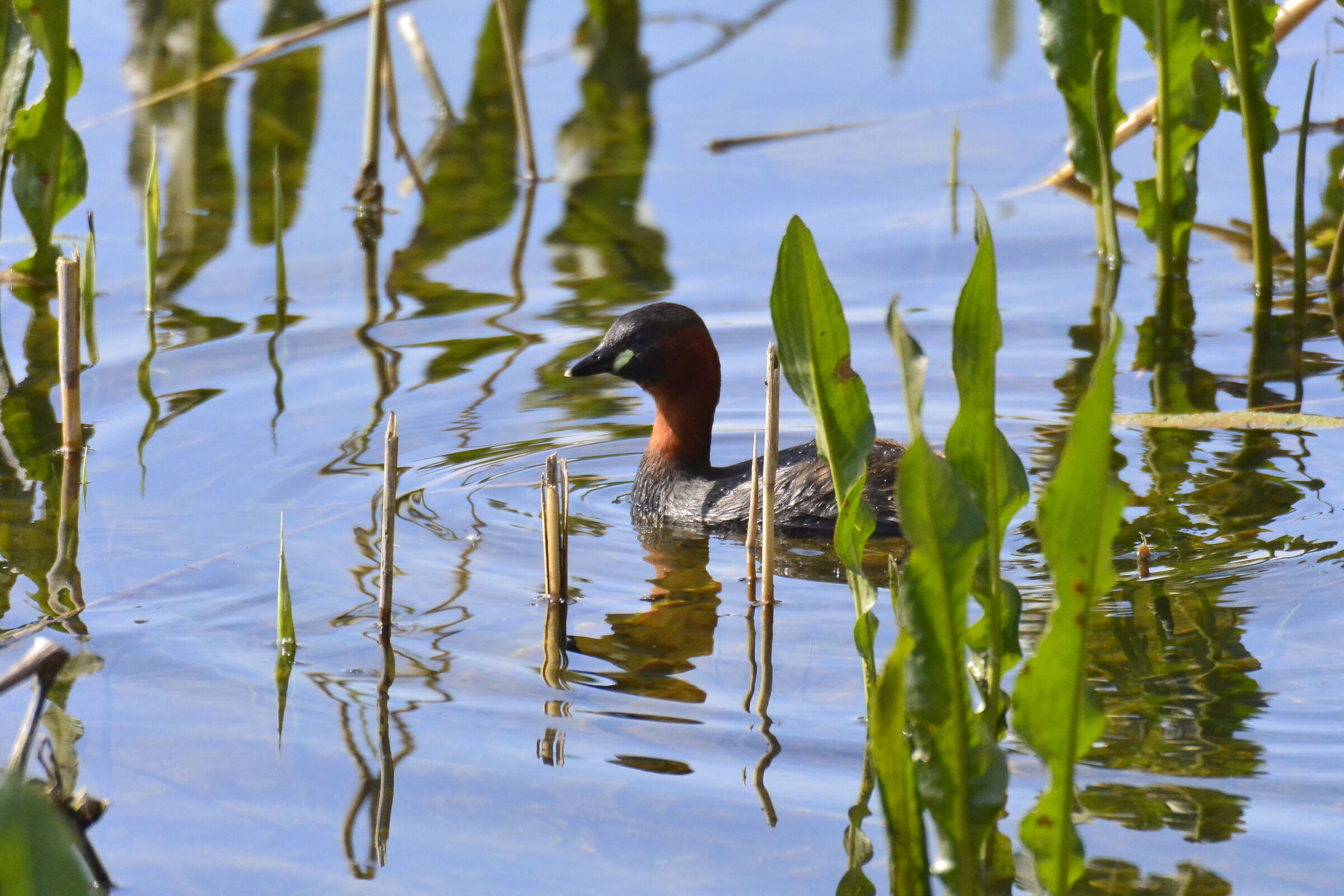 Dabchick
