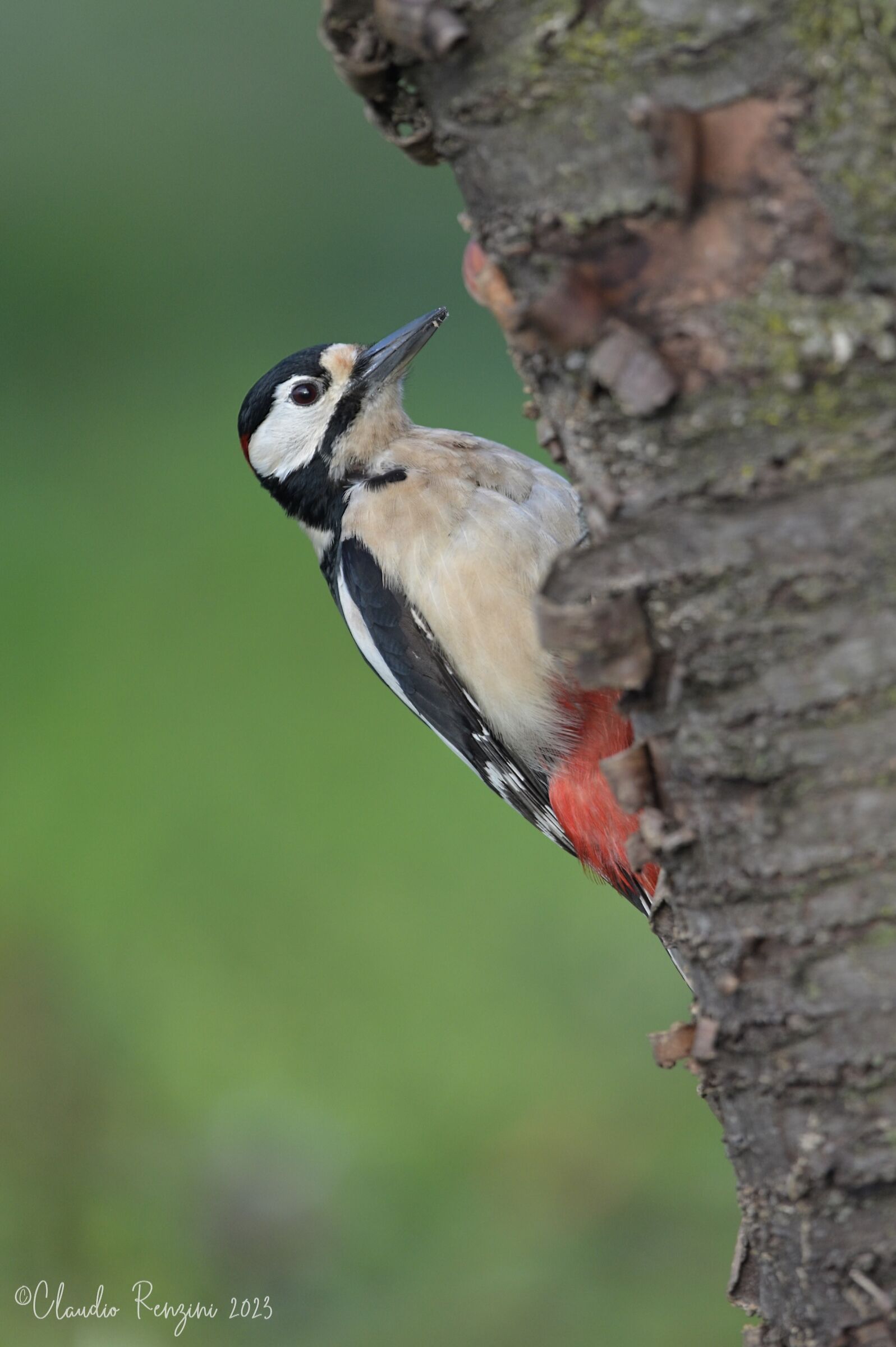 Greater spotted woodpecker