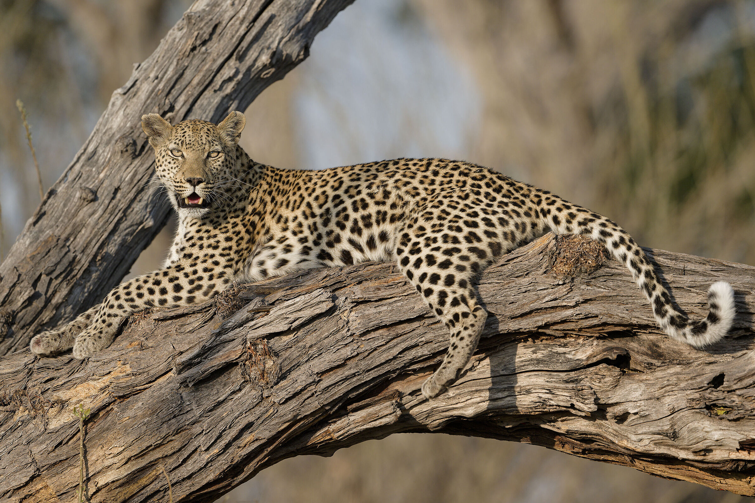 SUA maesta' IL leopardo