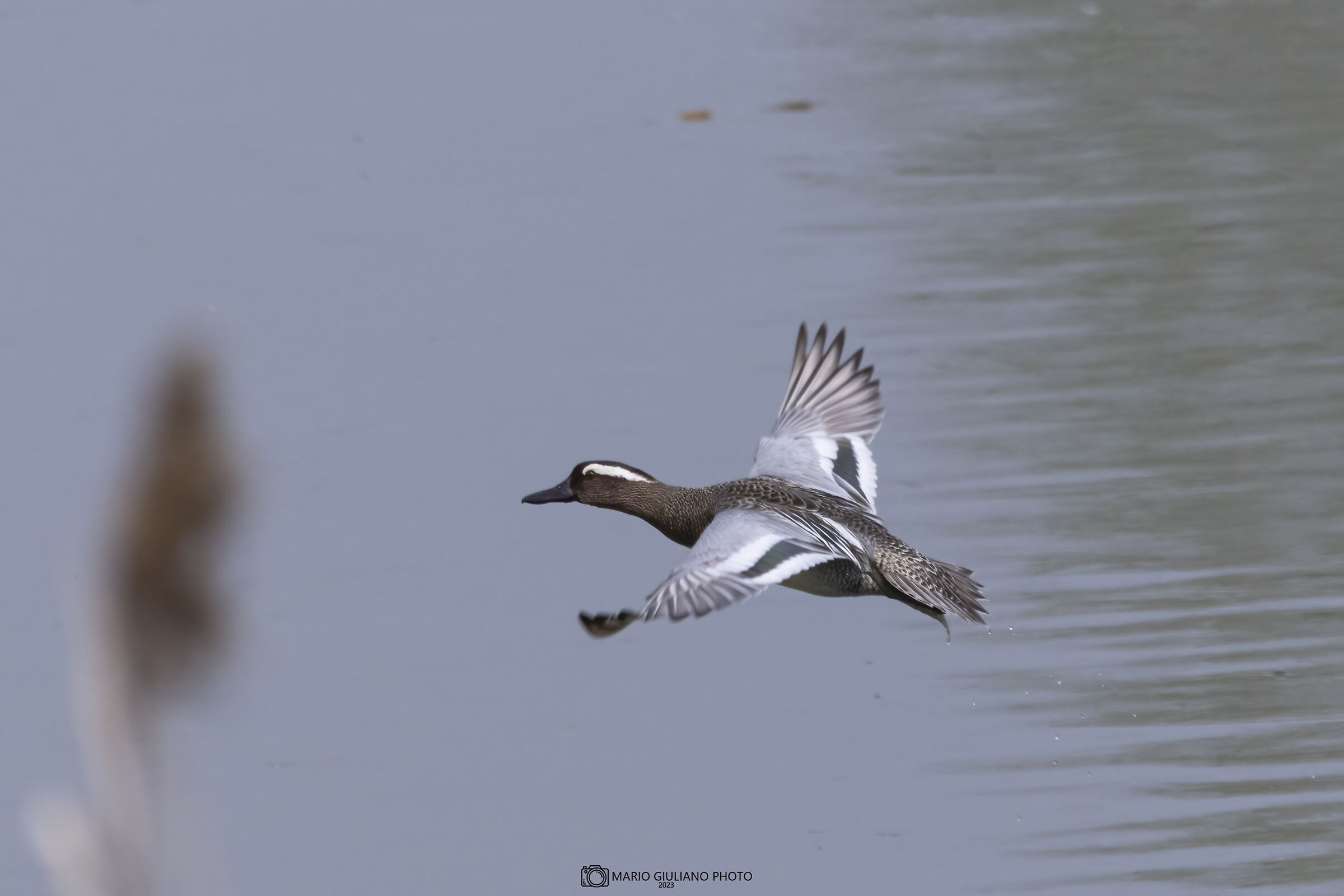 The flight of the Garganey